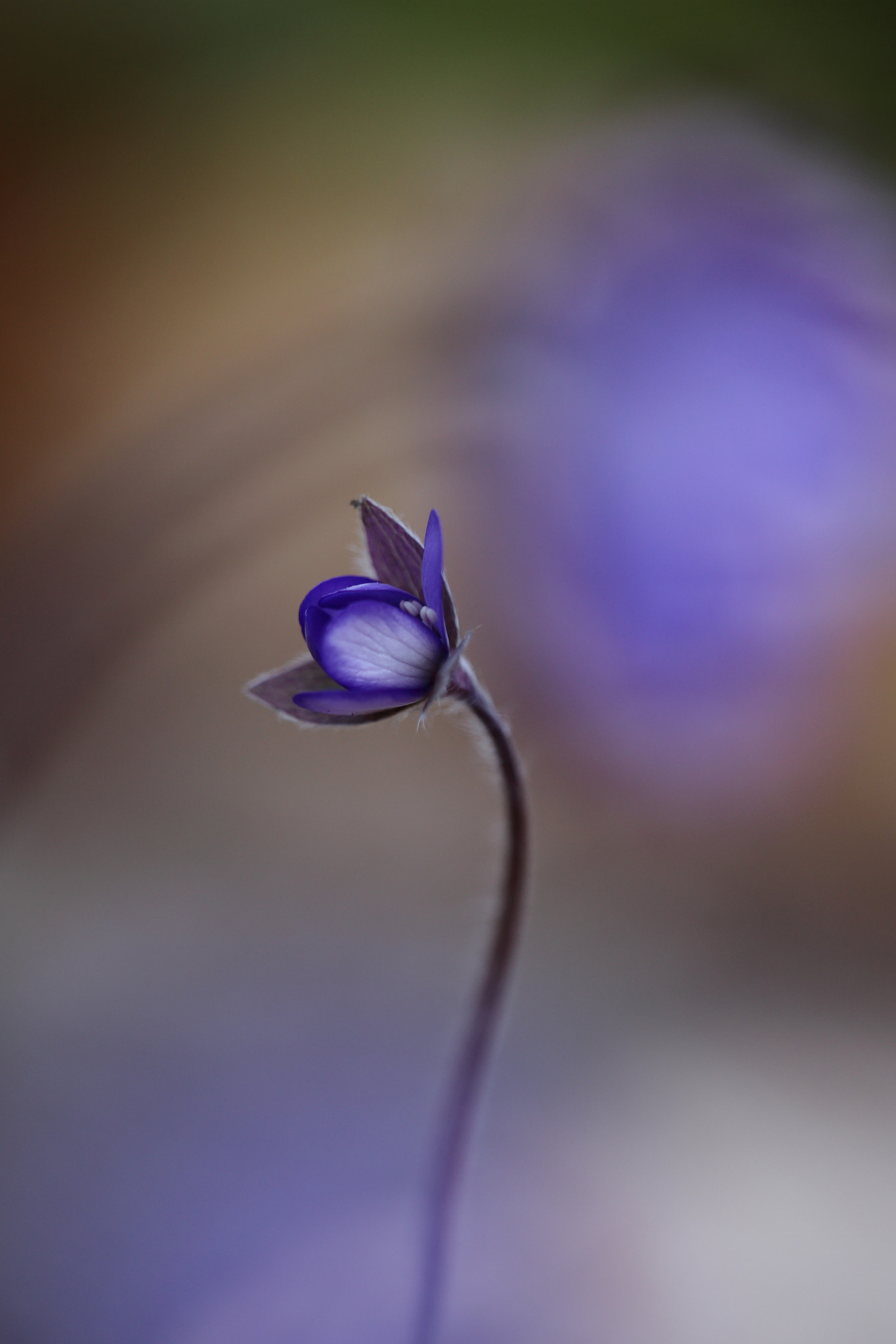 Sigma APO Macro 150mm f/2.8 EX DG HSM sample photo. Leberblümchen photography