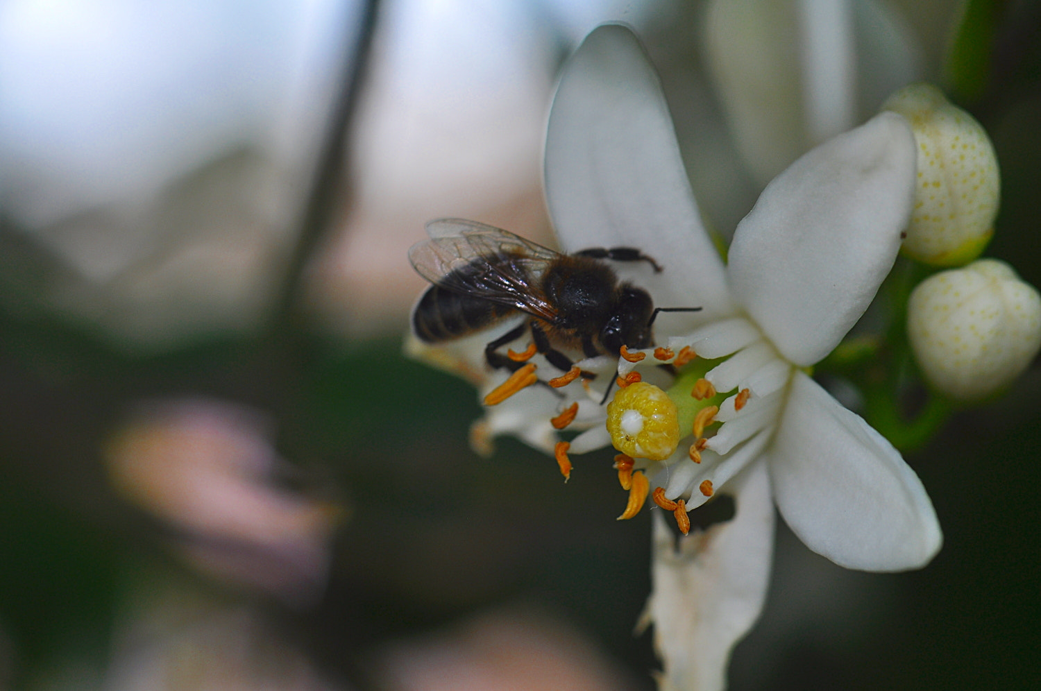 Sigma Macro 90mm F2.8 sample photo. A photography