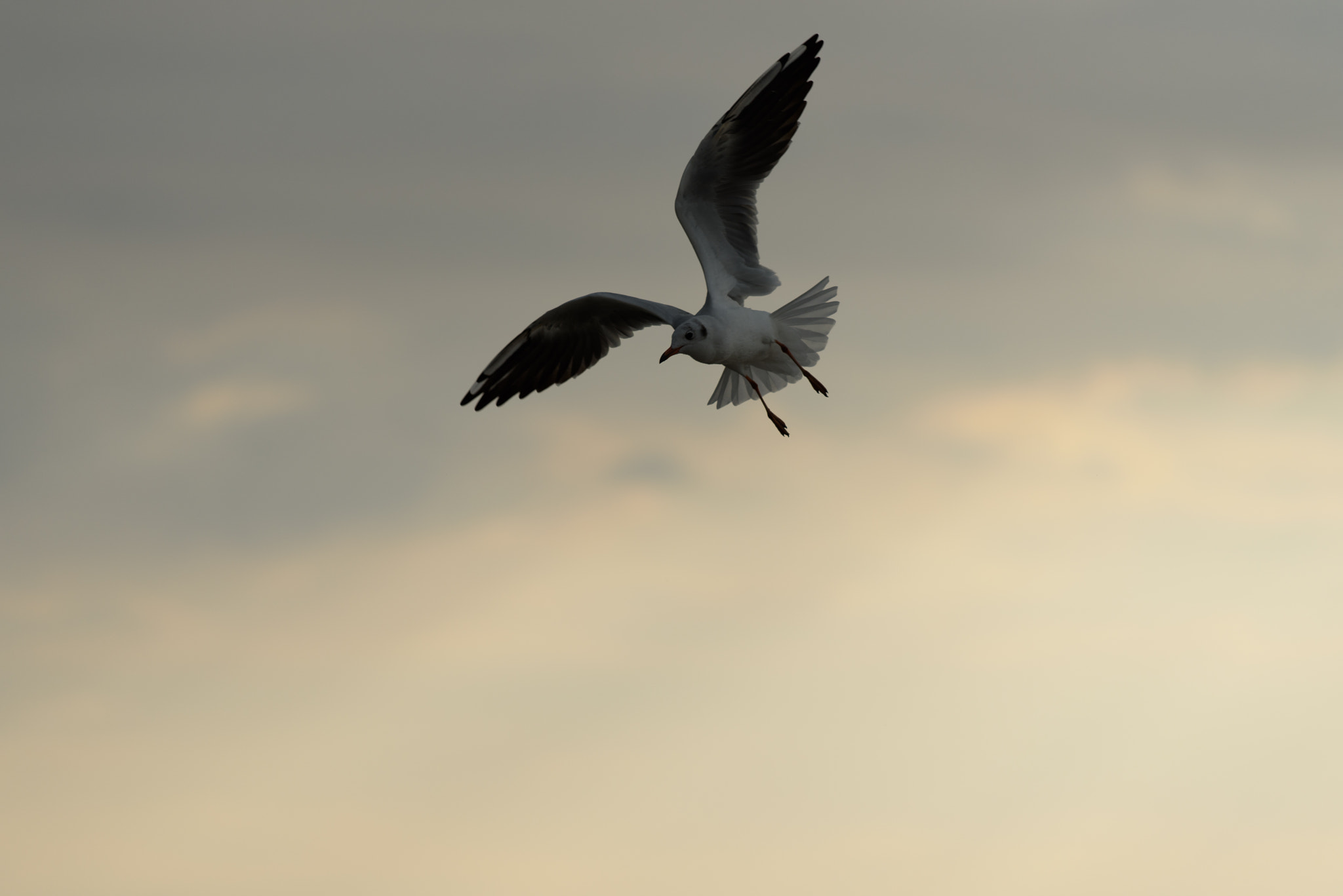 Nikon AF-S Nikkor 70-200mm F4G ED VR sample photo. Bird photography