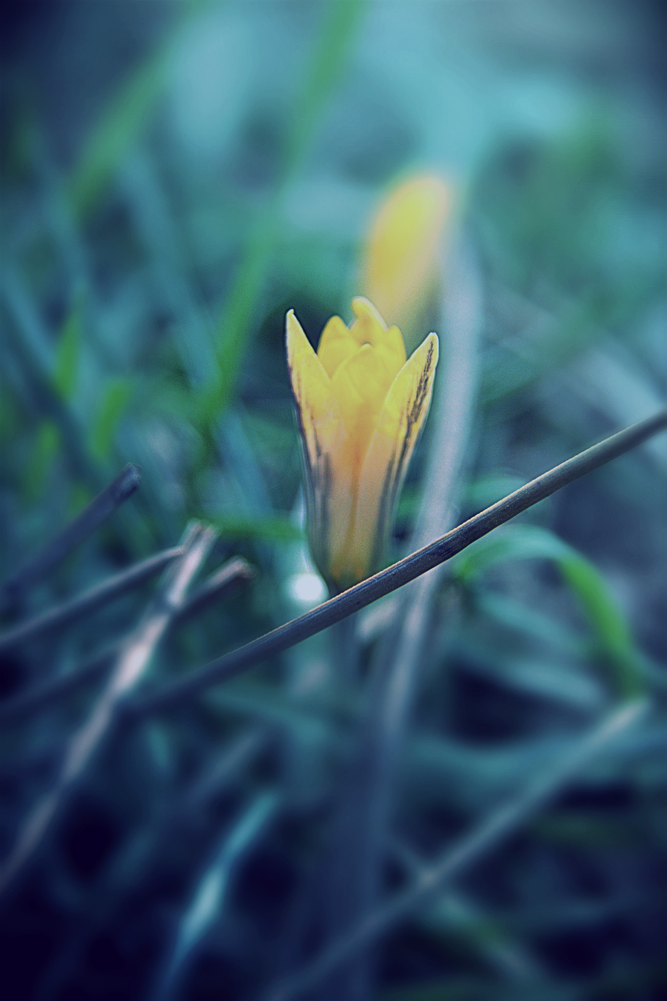 Canon EOS 600D (Rebel EOS T3i / EOS Kiss X5) sample photo. Spring in my veins photography
