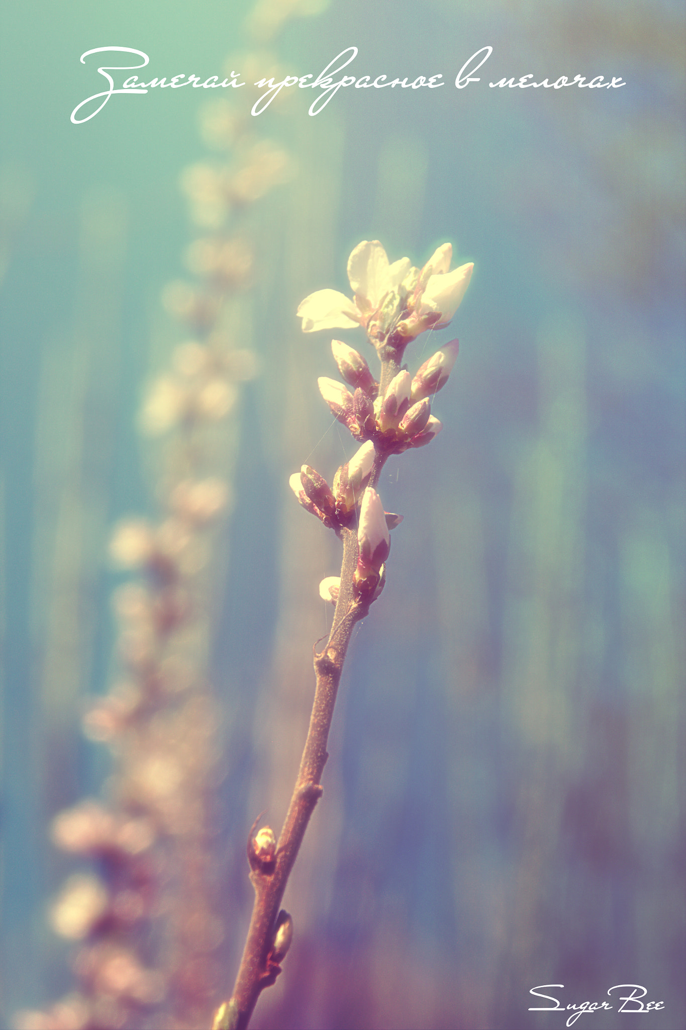 Sigma 17-70mm F2.8-4 DC Macro OS HSM sample photo. Spring in my veins photography