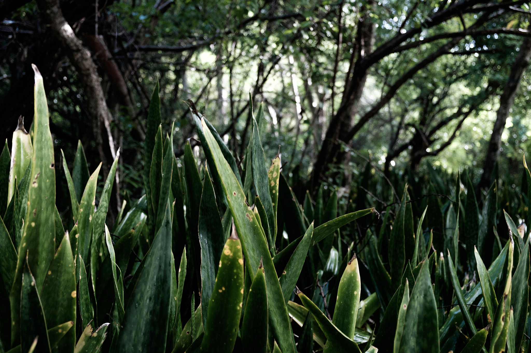 Fujifilm X-E2S + Fujifilm XF 18-55mm F2.8-4 R LM OIS sample photo. Caribbean photography