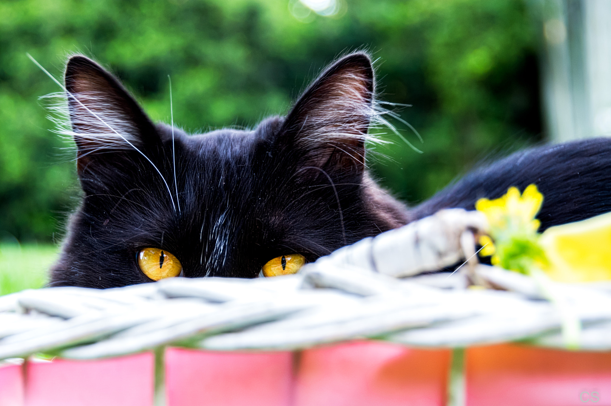 Pentax K-3 sample photo. I'm watching you photography