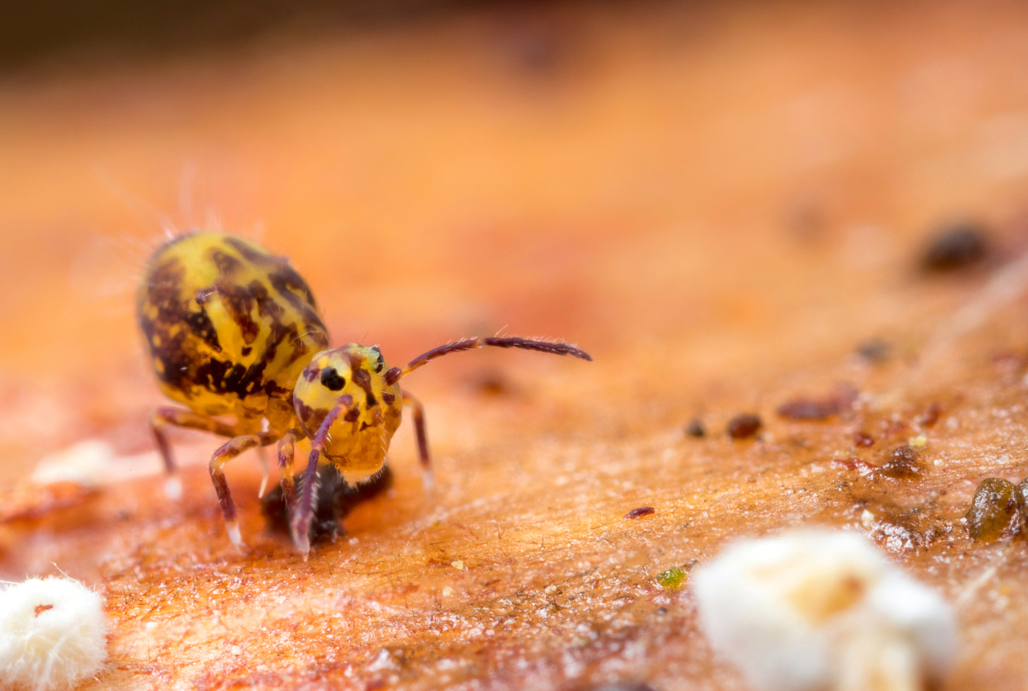 Canon EOS 5D Mark IV + Canon MP-E 65mm F2.5 1-5x Macro Photo sample photo. Big globby photography