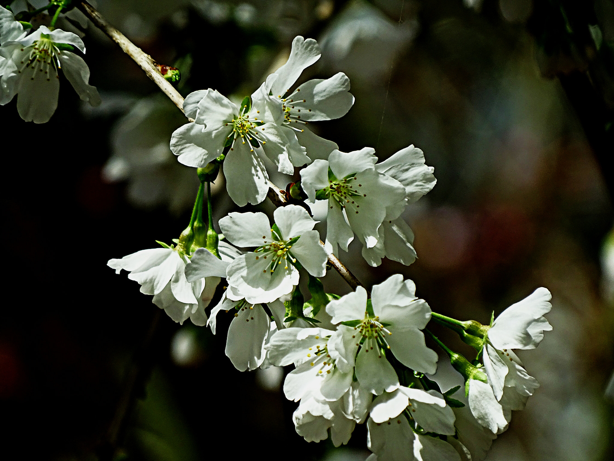 Sony Cyber-shot DSC-HX400V sample photo. Snow fountain weeping cherry photography