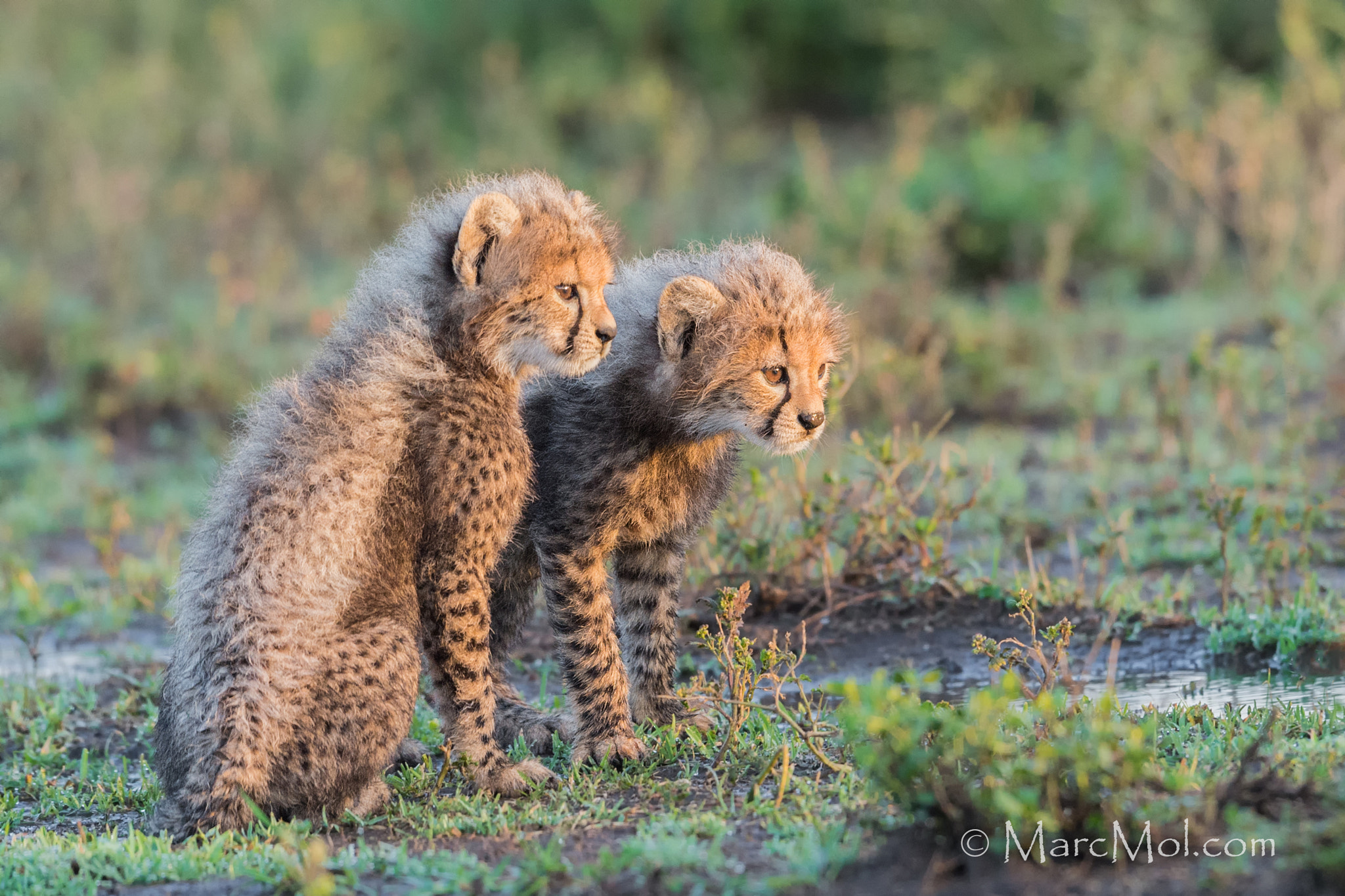 Nikon D4S sample photo. Cheetah "fuzz balls" photography