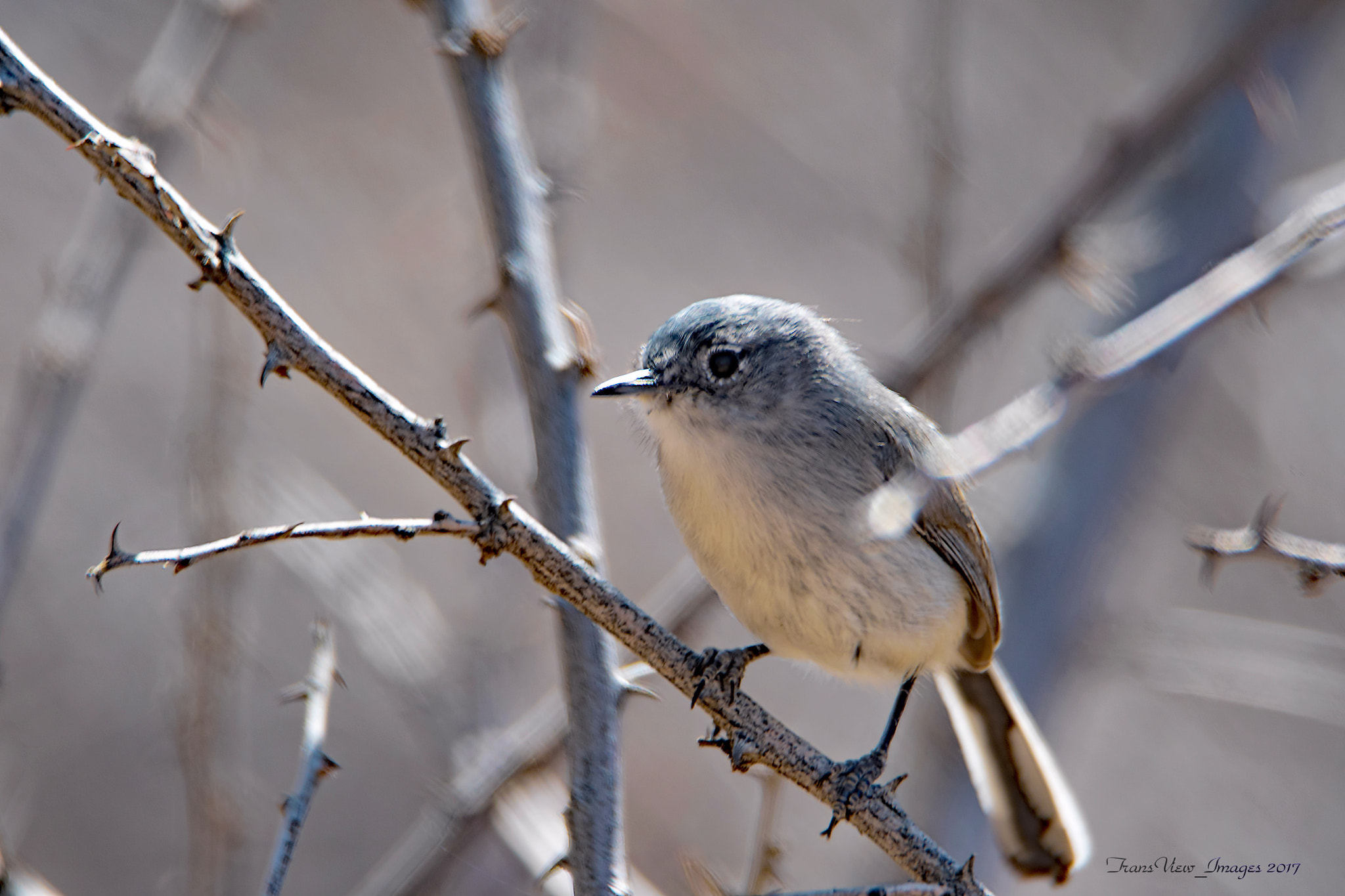 Nikon D500 sample photo. Wildlife collection 1 photography