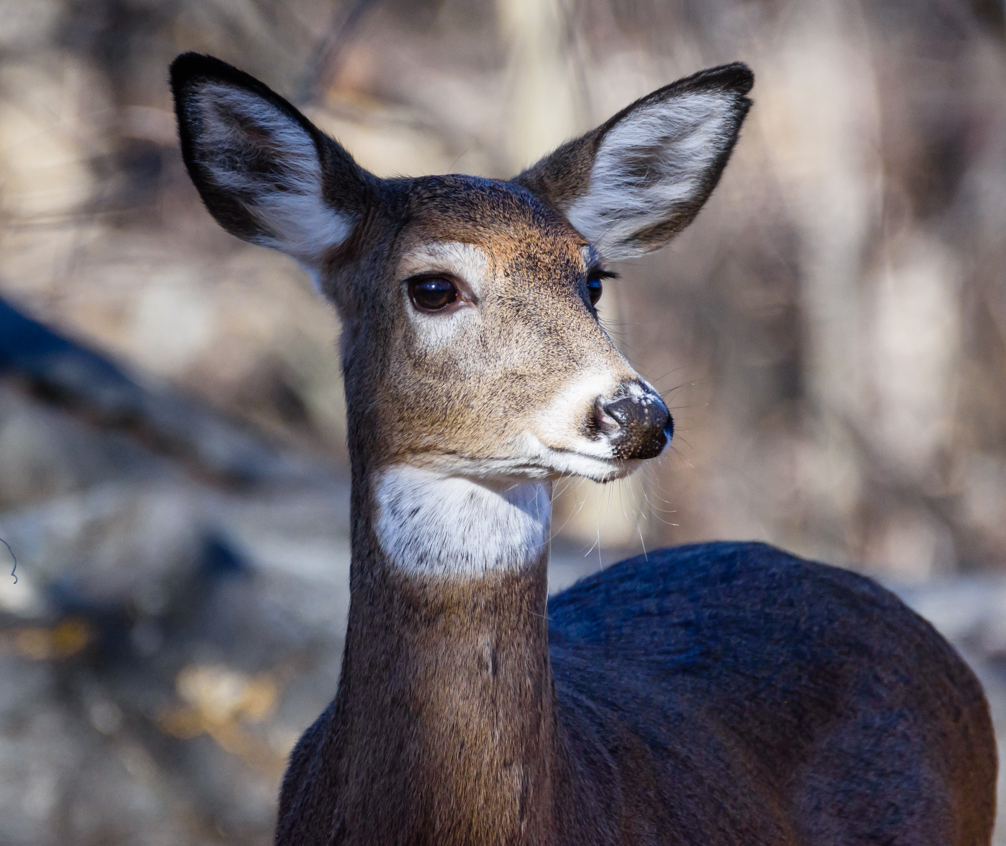 Nikon D7200 sample photo. Whitetail photography