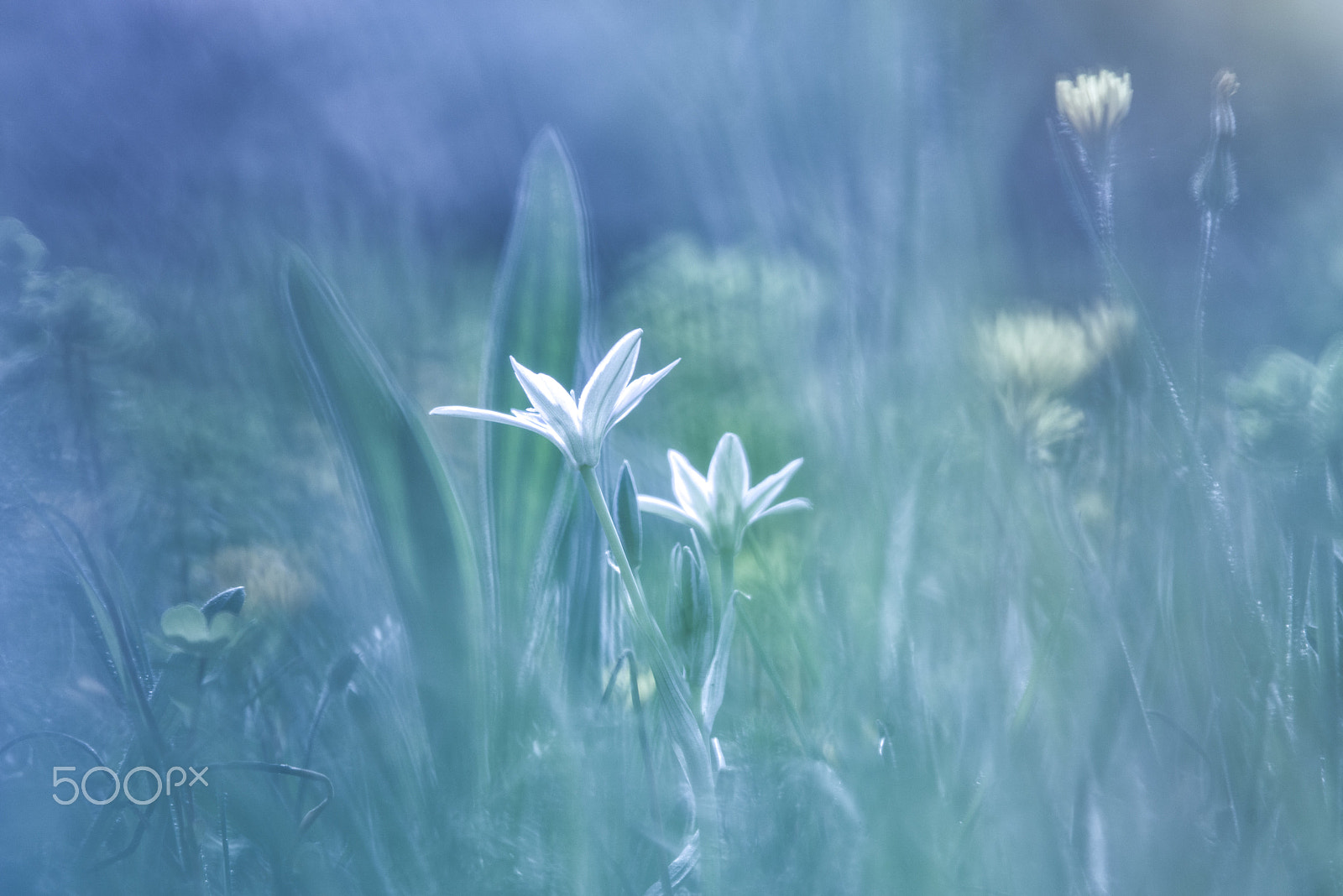 Pentax K-1 sample photo. Stars of my garden photography