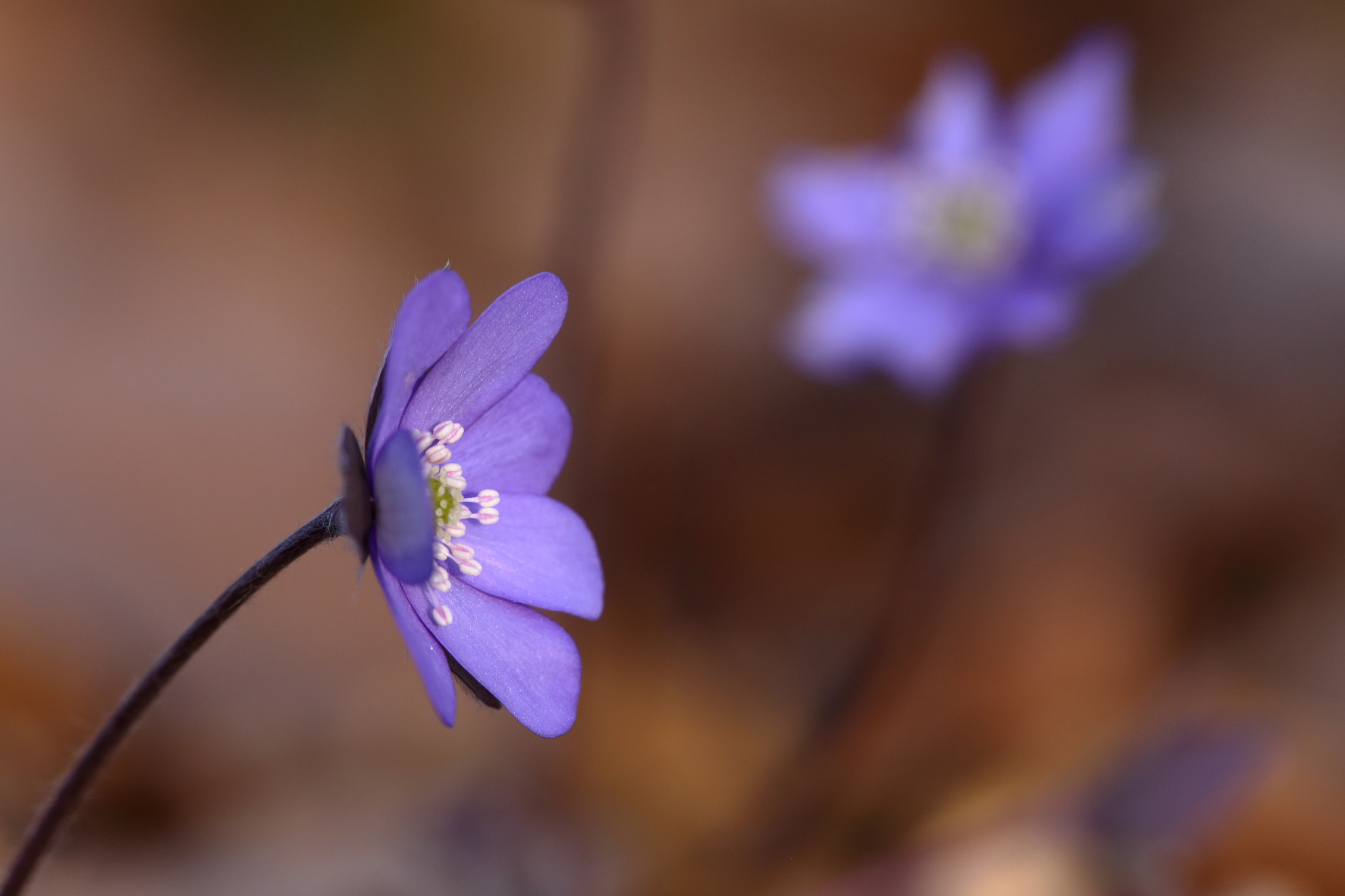 Sigma APO Macro 150mm f/2.8 EX DG HSM sample photo. Leberblümchen photography