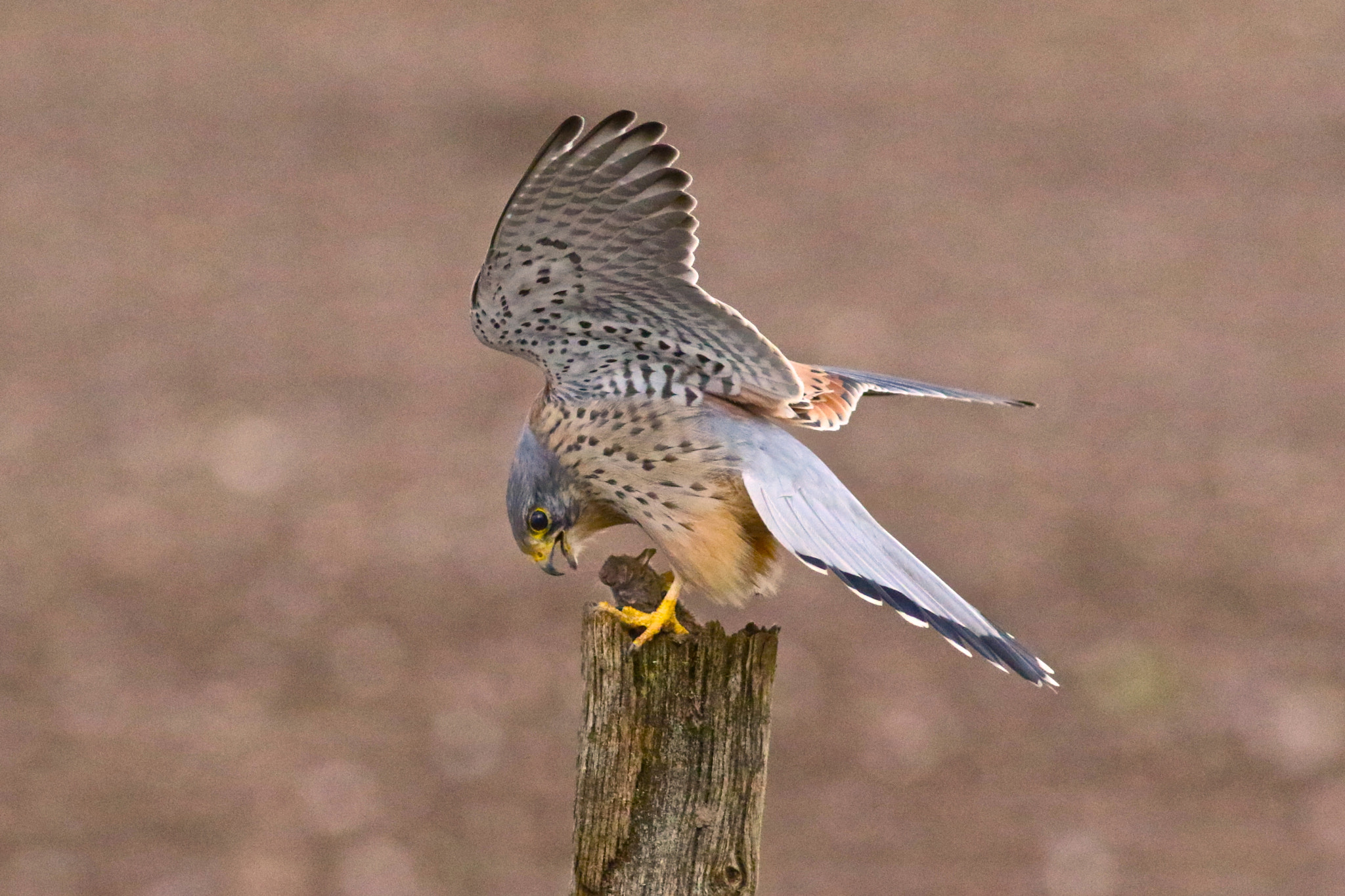 Canon EF 300mm F4L IS USM sample photo. Kestrel photography