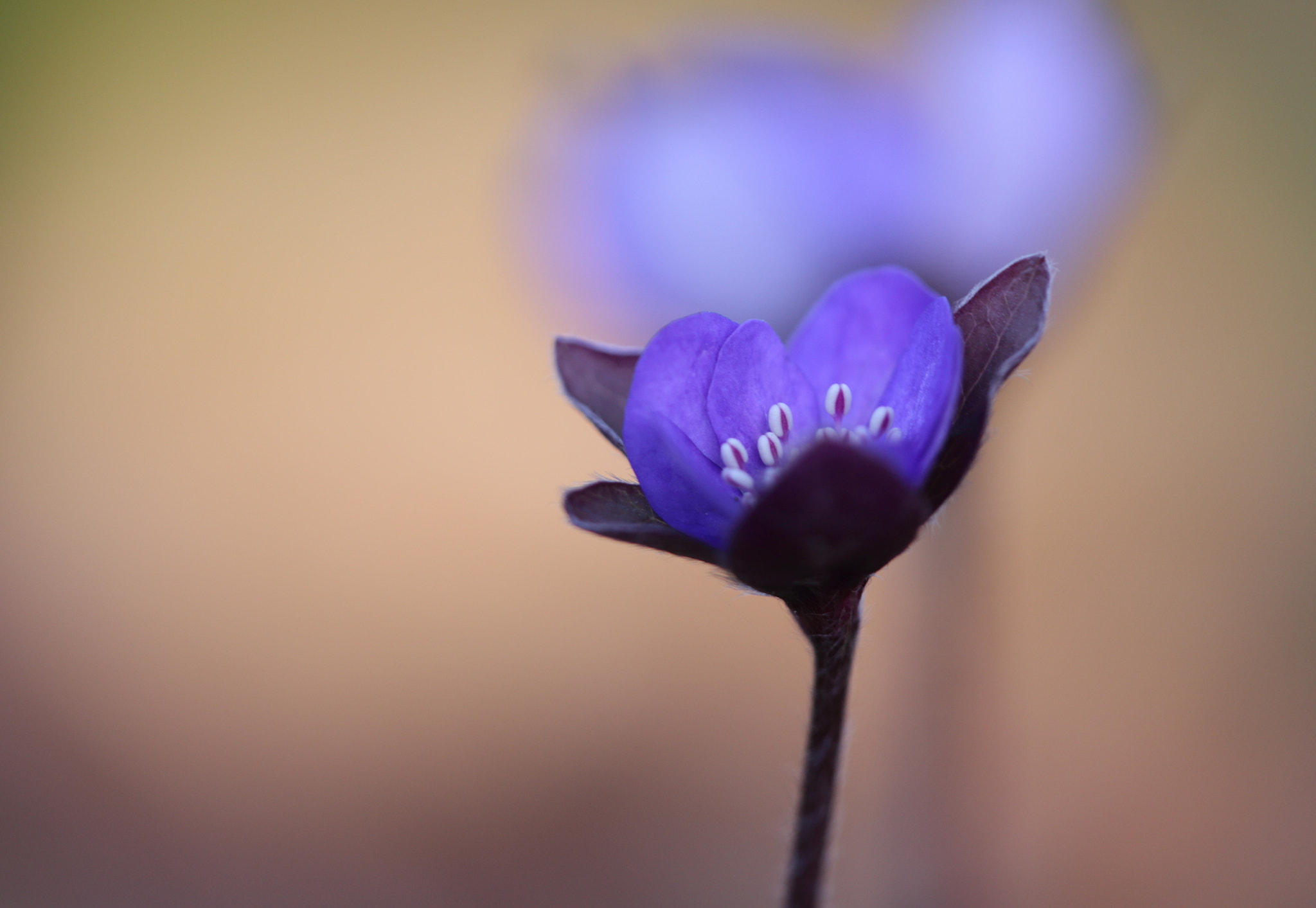 Sigma APO Macro 150mm f/2.8 EX DG HSM sample photo. Leberblümchen photography
