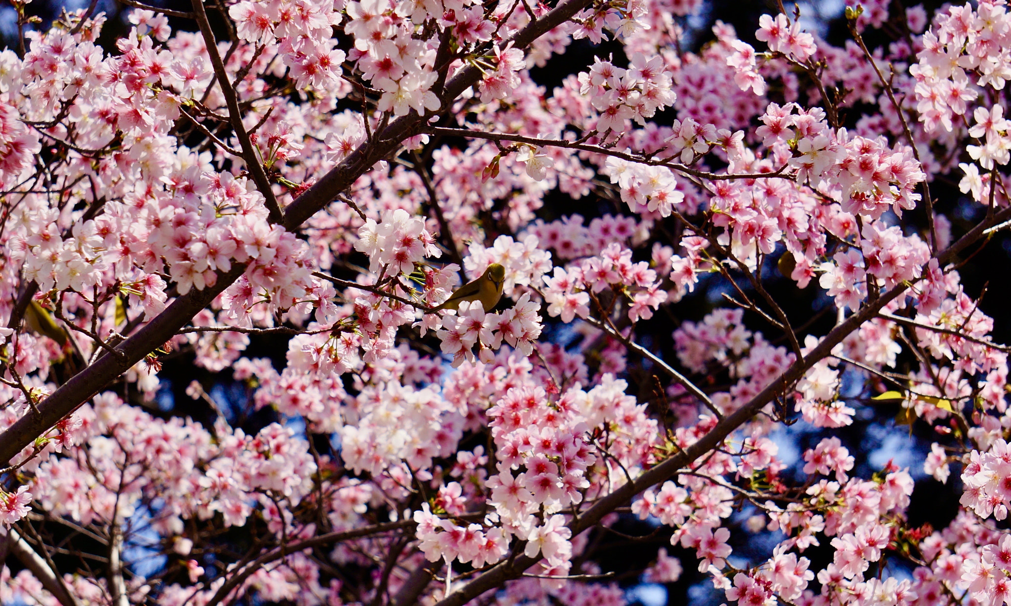 Sony E 55-210mm F4.5-6.3 OSS sample photo