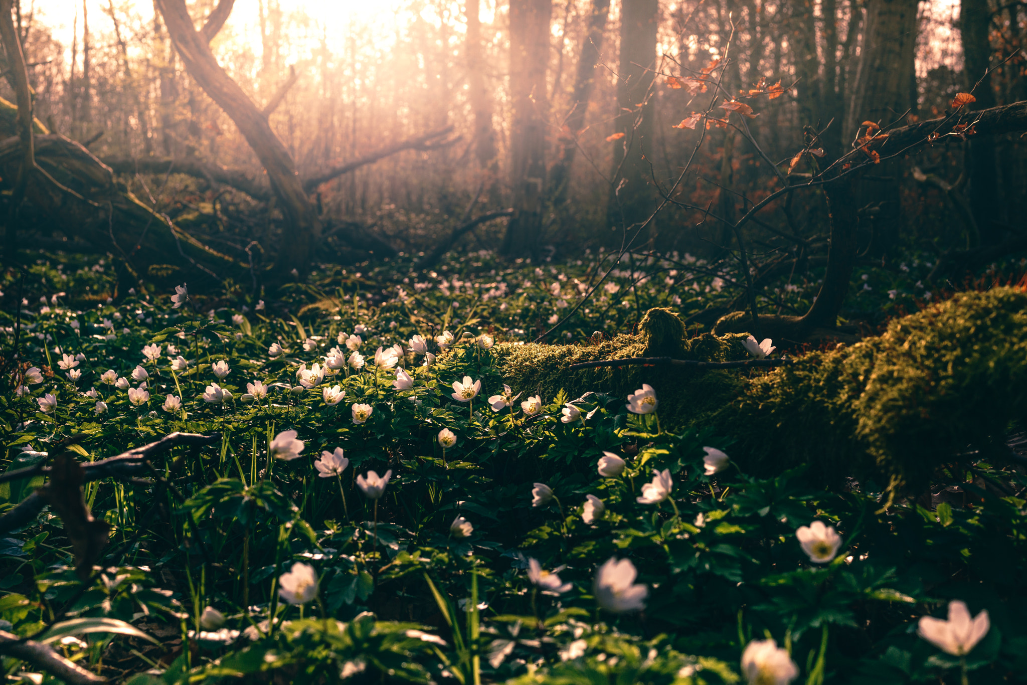 35mm F2.0 sample photo. Flowers on the ground photography