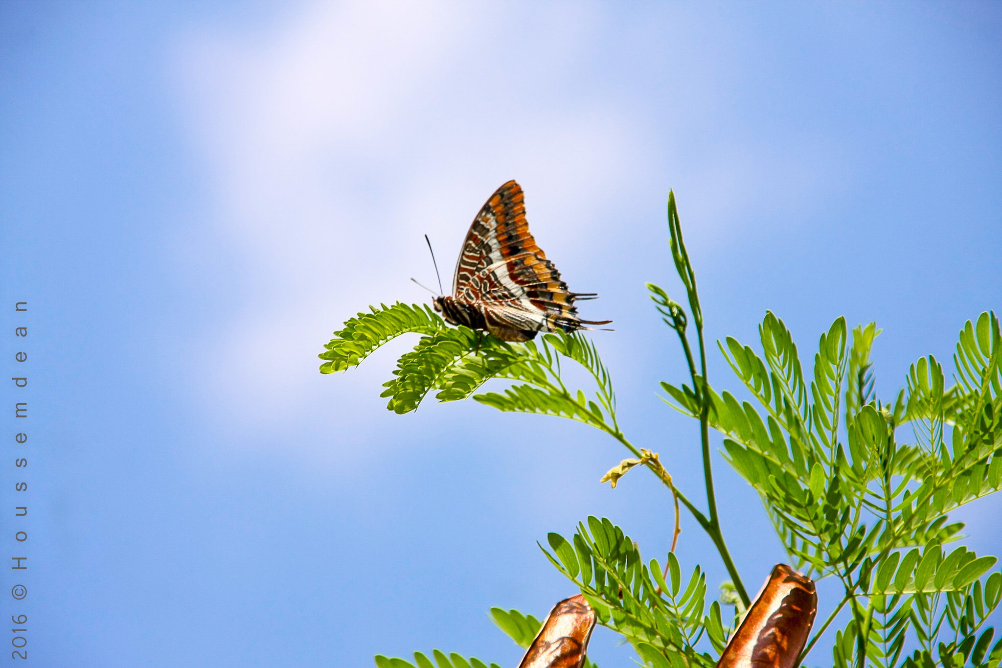 Sigma 18-200mm f/3.5-6.3 DC OS sample photo. Le printemps photography