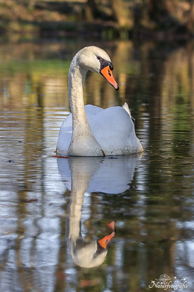 Tamron SP 150-600mm F5-6.3 Di VC USD sample photo. Höckerschwan photography