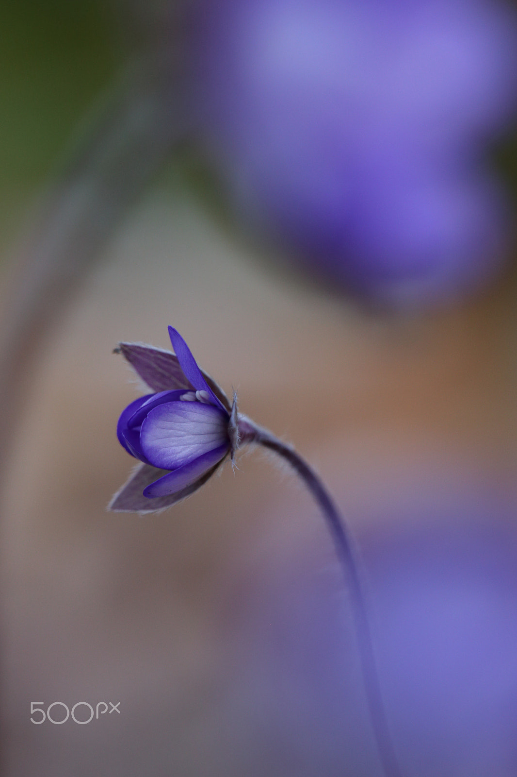 Sigma APO Macro 150mm f/2.8 EX DG HSM sample photo. Leberblümchen photography