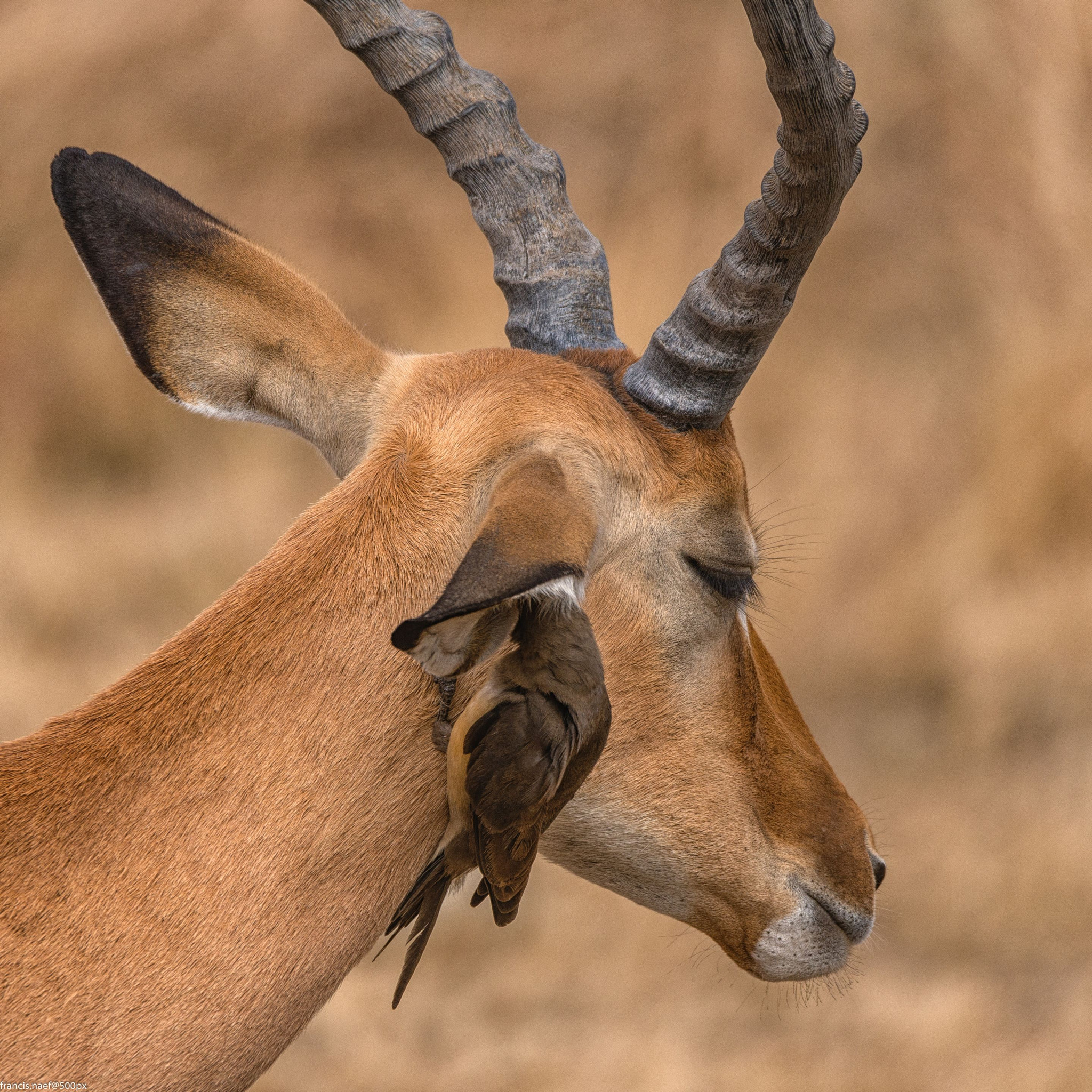 Sigma 150-600mm F5-6.3 DG OS HSM | S sample photo. Grooming photography