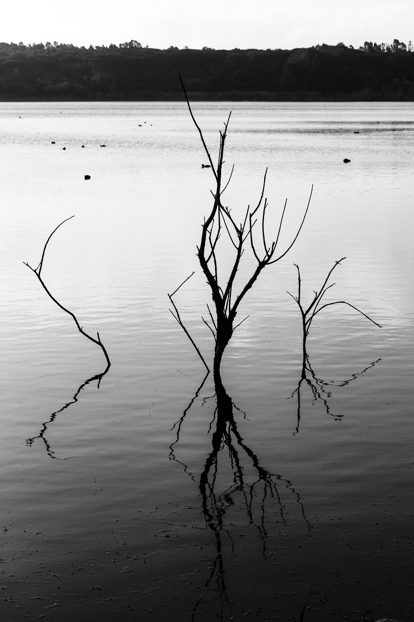 Canon EF-S 55-250mm F4-5.6 IS STM sample photo. Shadows in the lake photography