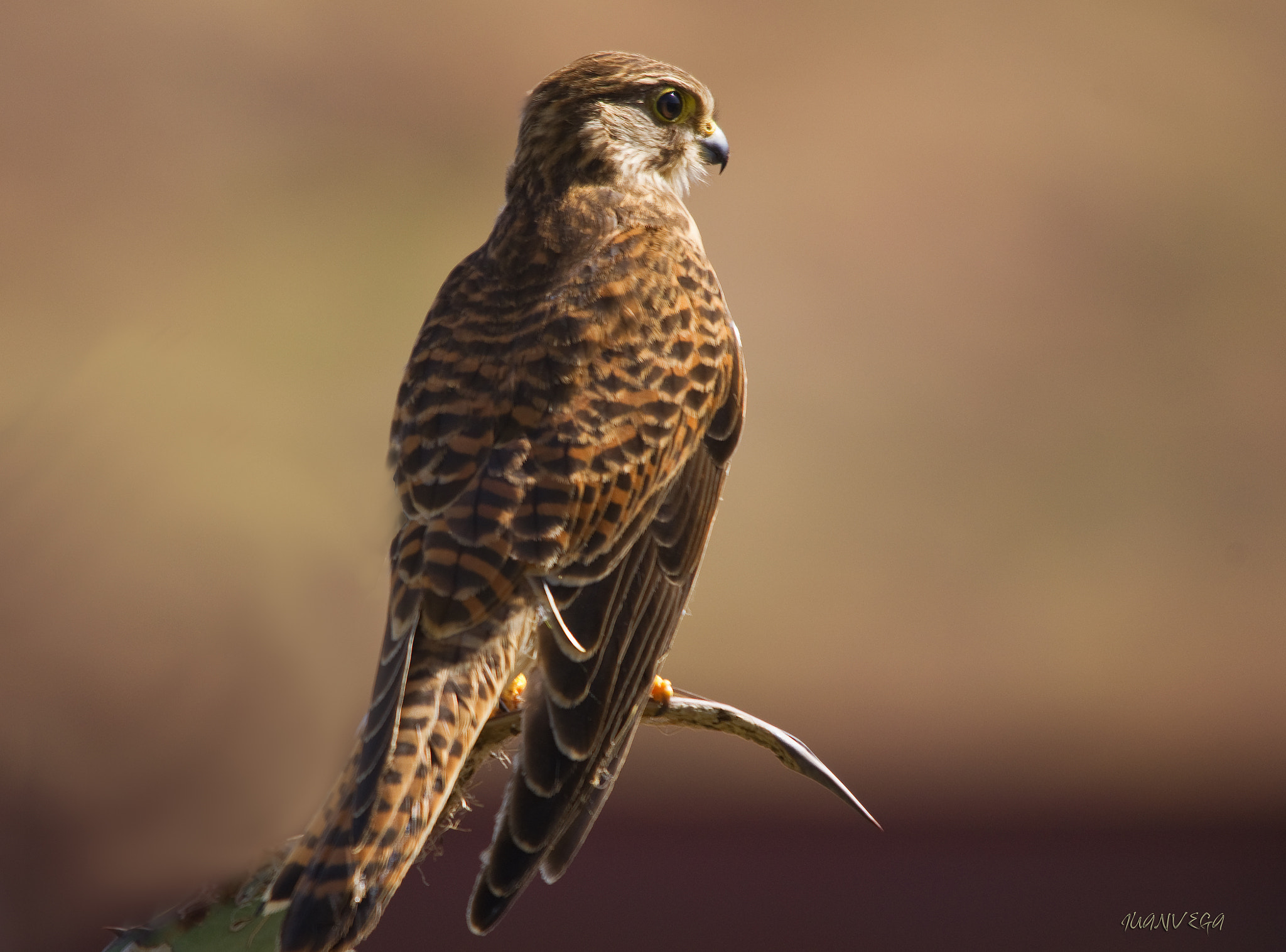 Sigma 150-500mm F5-6.3 DG OS HSM sample photo. Cernicalo photography