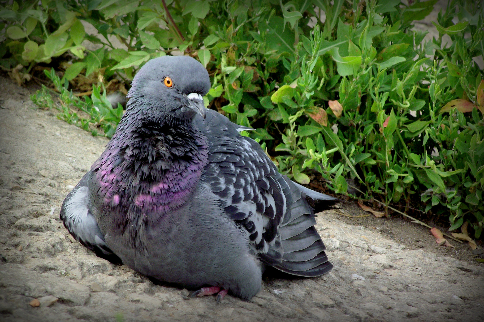 FujiFilm FinePix S1800 (FinePix S1880) sample photo. Bird of the peace photography