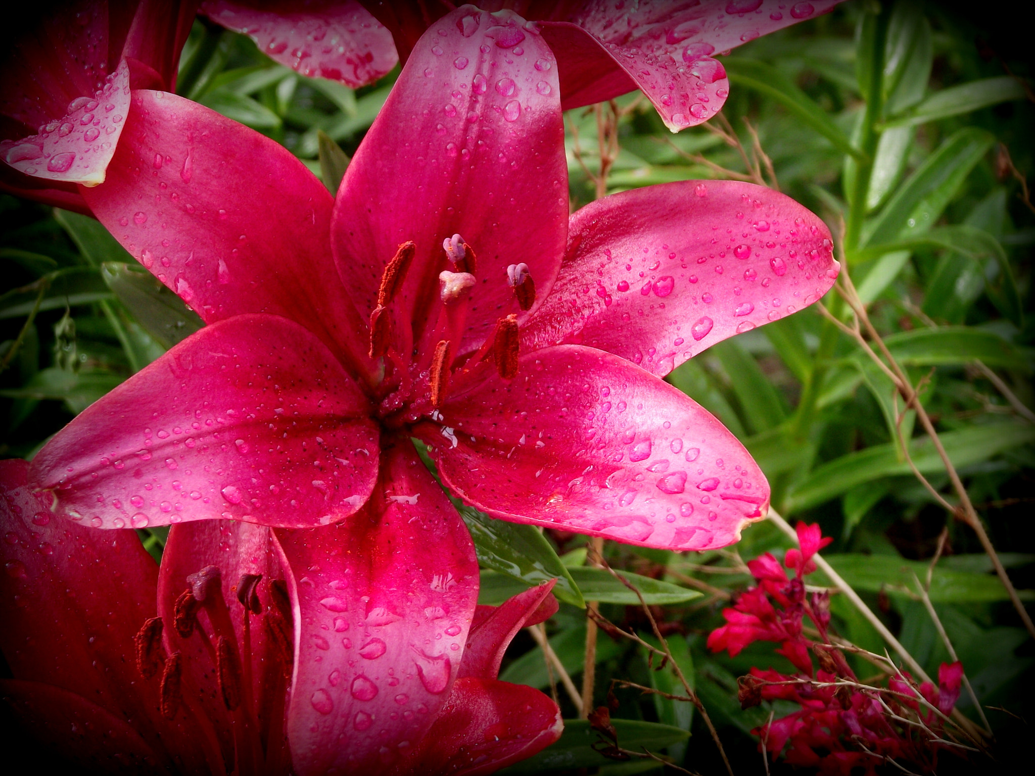 FujiFilm FinePix S1800 (FinePix S1880) sample photo. Flower photography