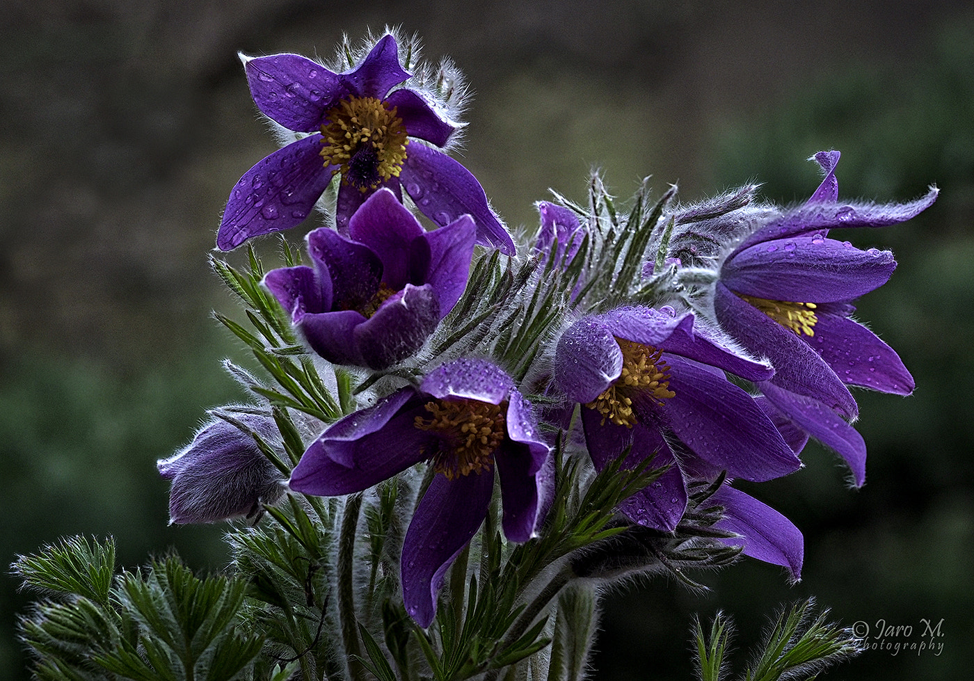 Olympus M.Zuiko Digital ED 60mm F2.8 Macro sample photo. Springtime ... photography