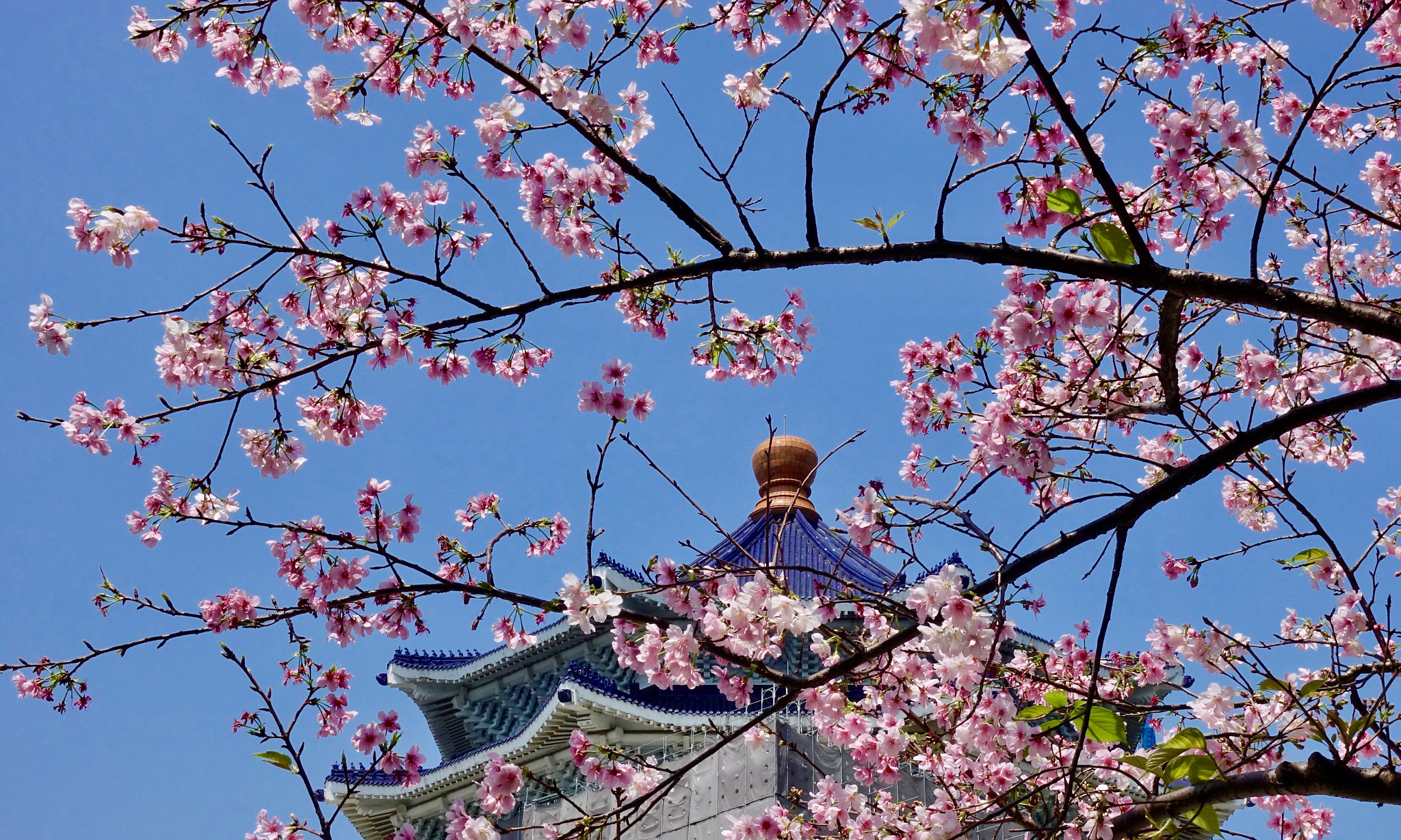Sony DSC-RX100M5 sample photo. Cherry blossoms in chiang kai-shek memorial photography