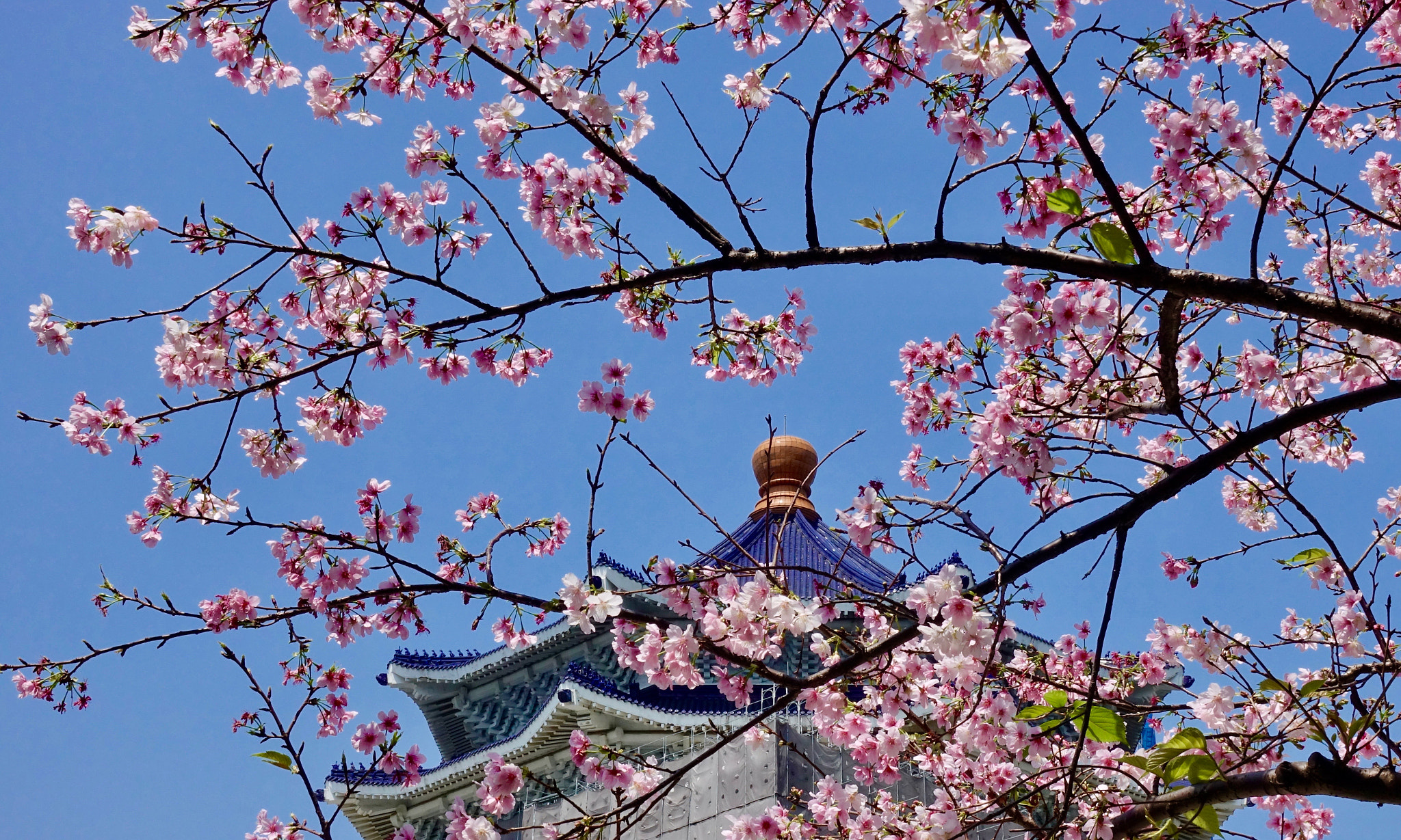 Sony DSC-RX100M5 + Sony 24-70mm F1.8-2.8 sample photo. Cherry blossoms in chiang kai-shek memorial photography