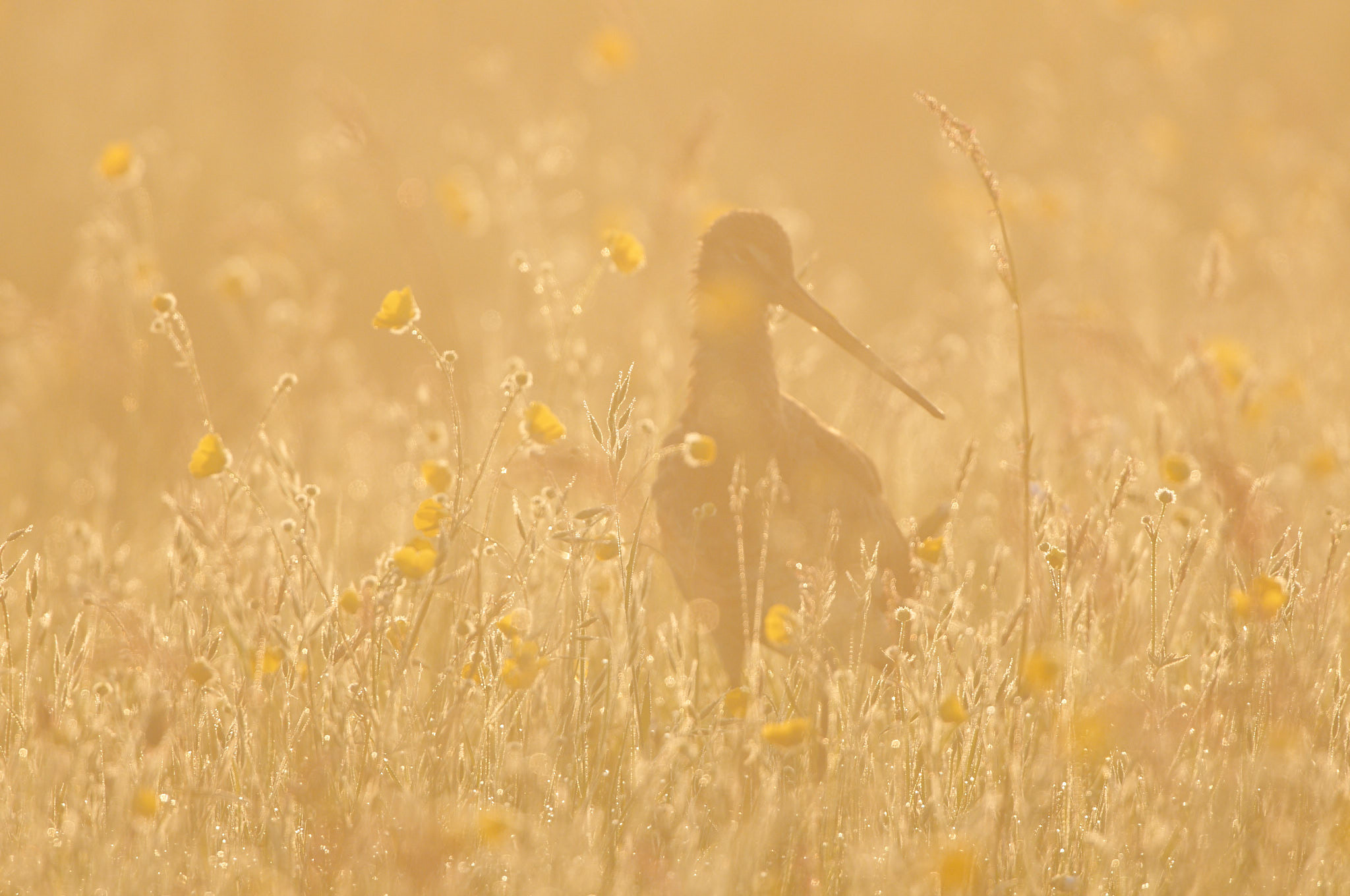Nikon D300S sample photo. Meadow gems photography