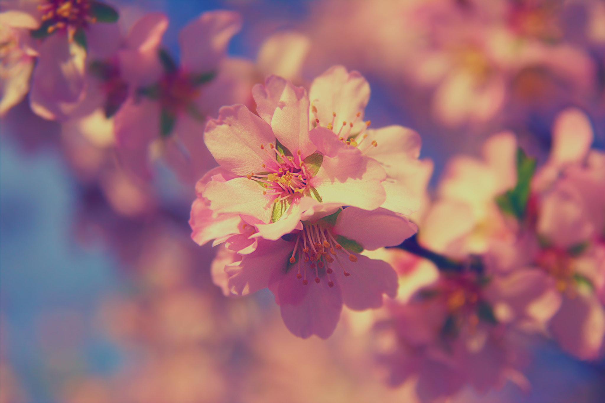 Sigma 17-70mm F2.8-4 DC Macro OS HSM sample photo. Pink whisper photography