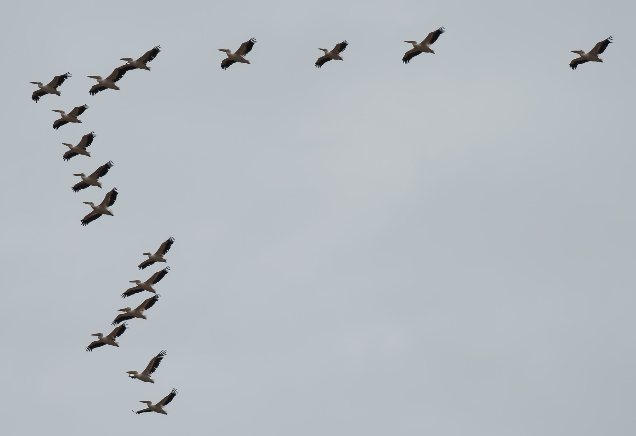 Nikon AF-S Nikkor 70-200mm F4G ED VR sample photo. Pelicans photography