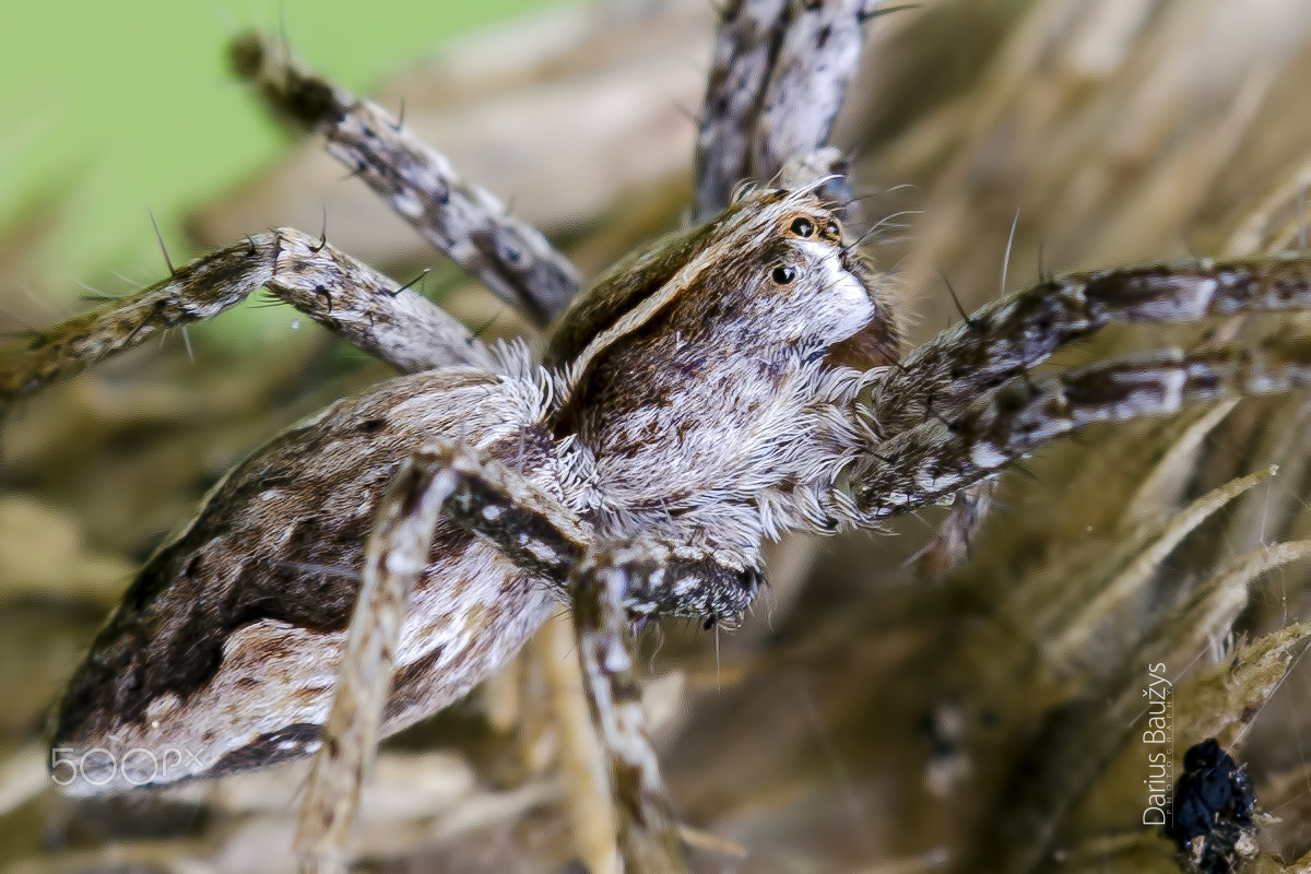 Sigma 150mm F2.8 EX DG OS Macro HSM sample photo. Spider ... just spider photography