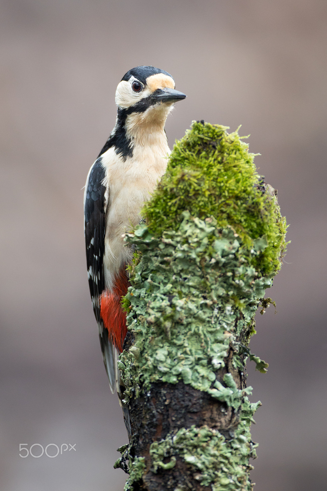Canon EOS 5D Mark IV + Canon EF 500mm F4L IS USM sample photo. Woodpecker photography