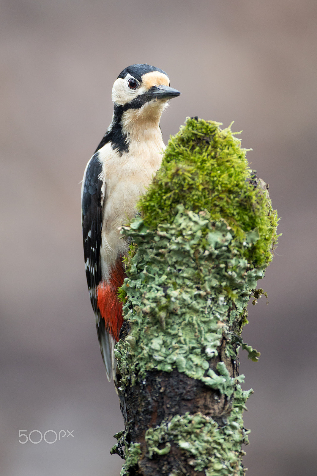Canon EF 500mm F4L IS USM sample photo. Woodpecker photography