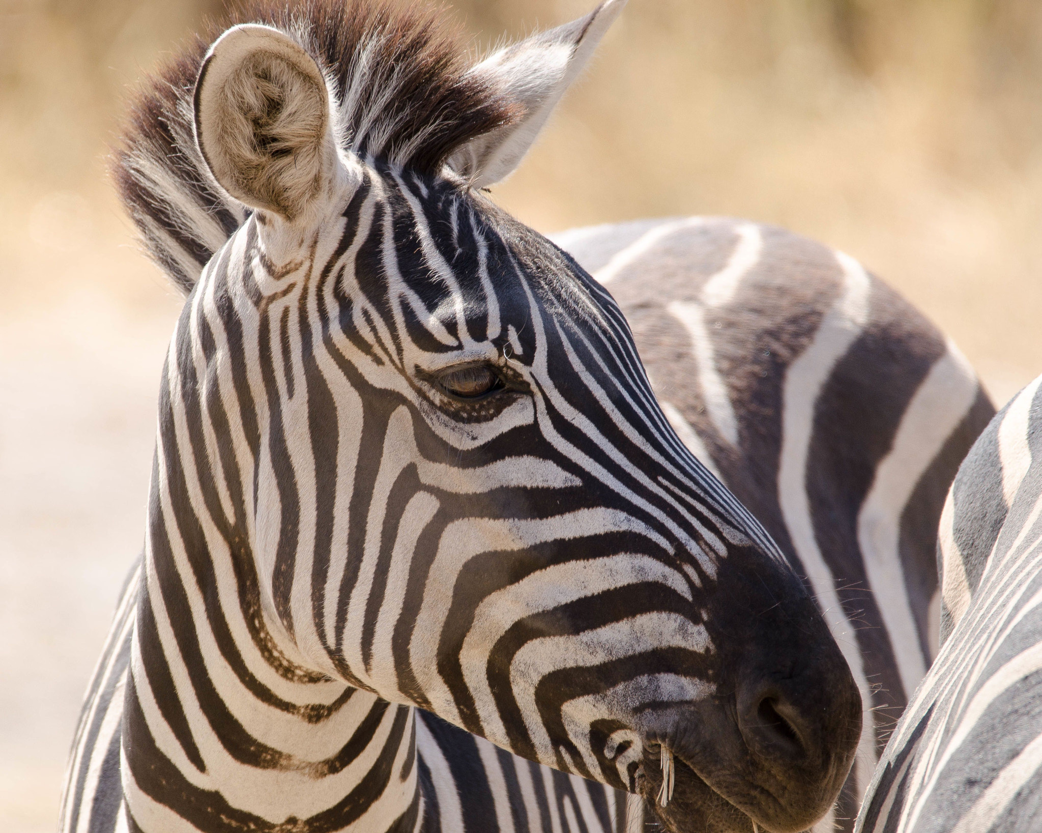 Nikon D7000 sample photo. Zebra, serengeti photography