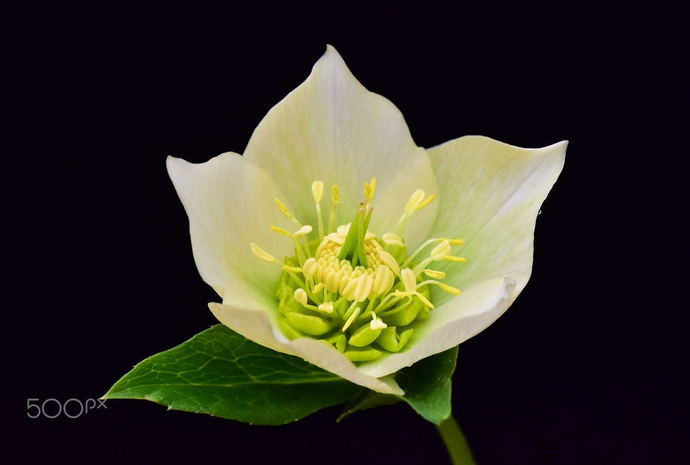 Sigma 150mm F2.8 EX DG Macro HSM sample photo. Flower 1 photography
