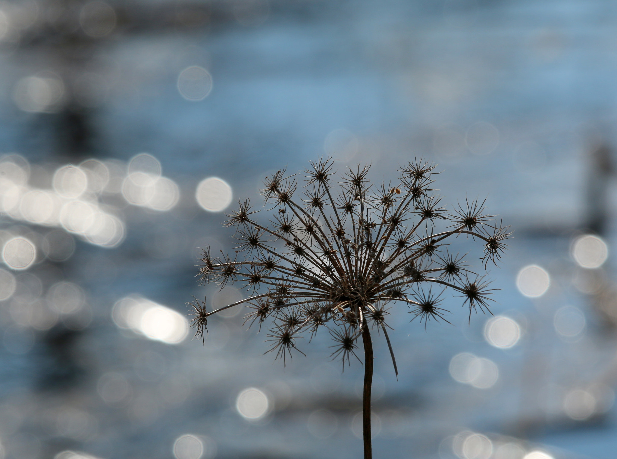 Canon EF-S 55-250mm F4-5.6 IS STM sample photo. Faded beauty  photography
