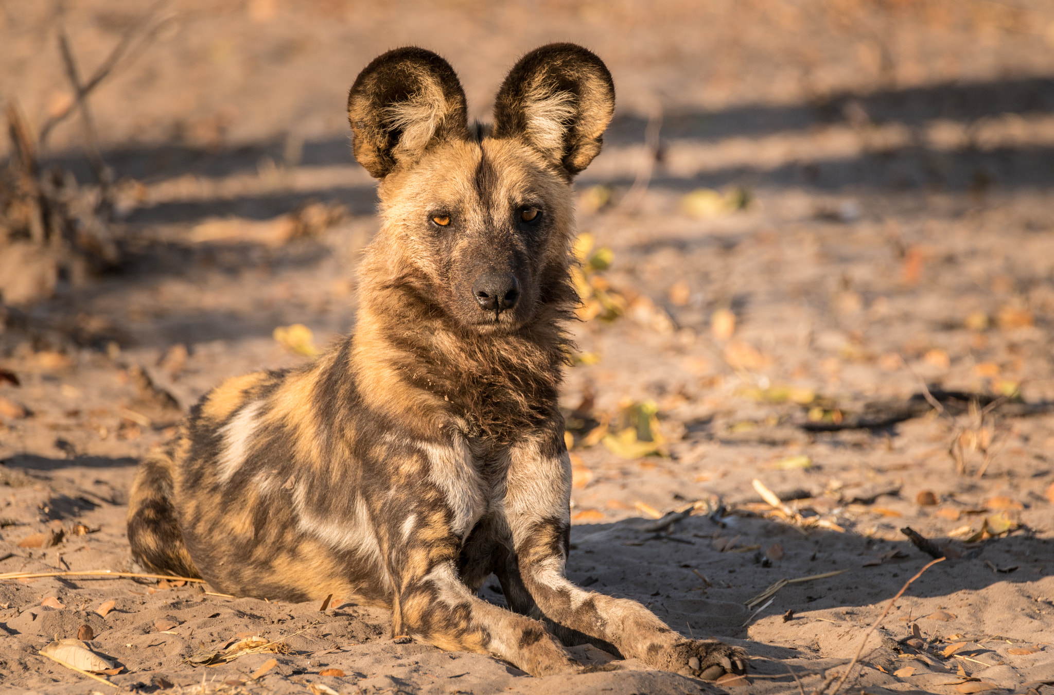 Sony a7R II + Tamron SP 150-600mm F5-6.3 Di VC USD sample photo. Wild dog in repose photography