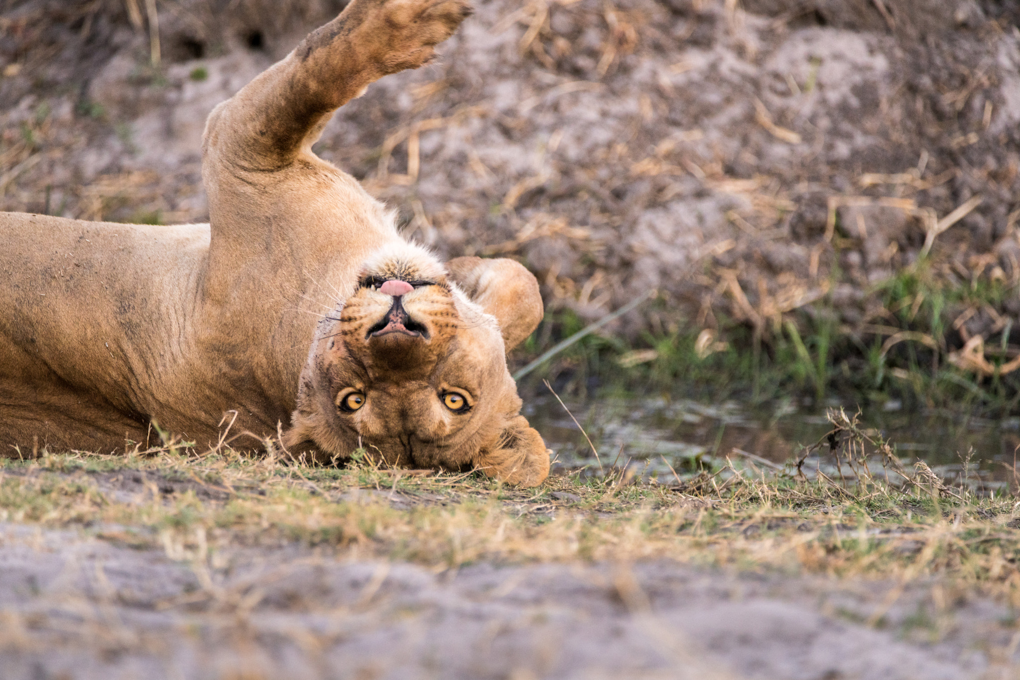 Sony a7R II sample photo. Time for a frolic photography