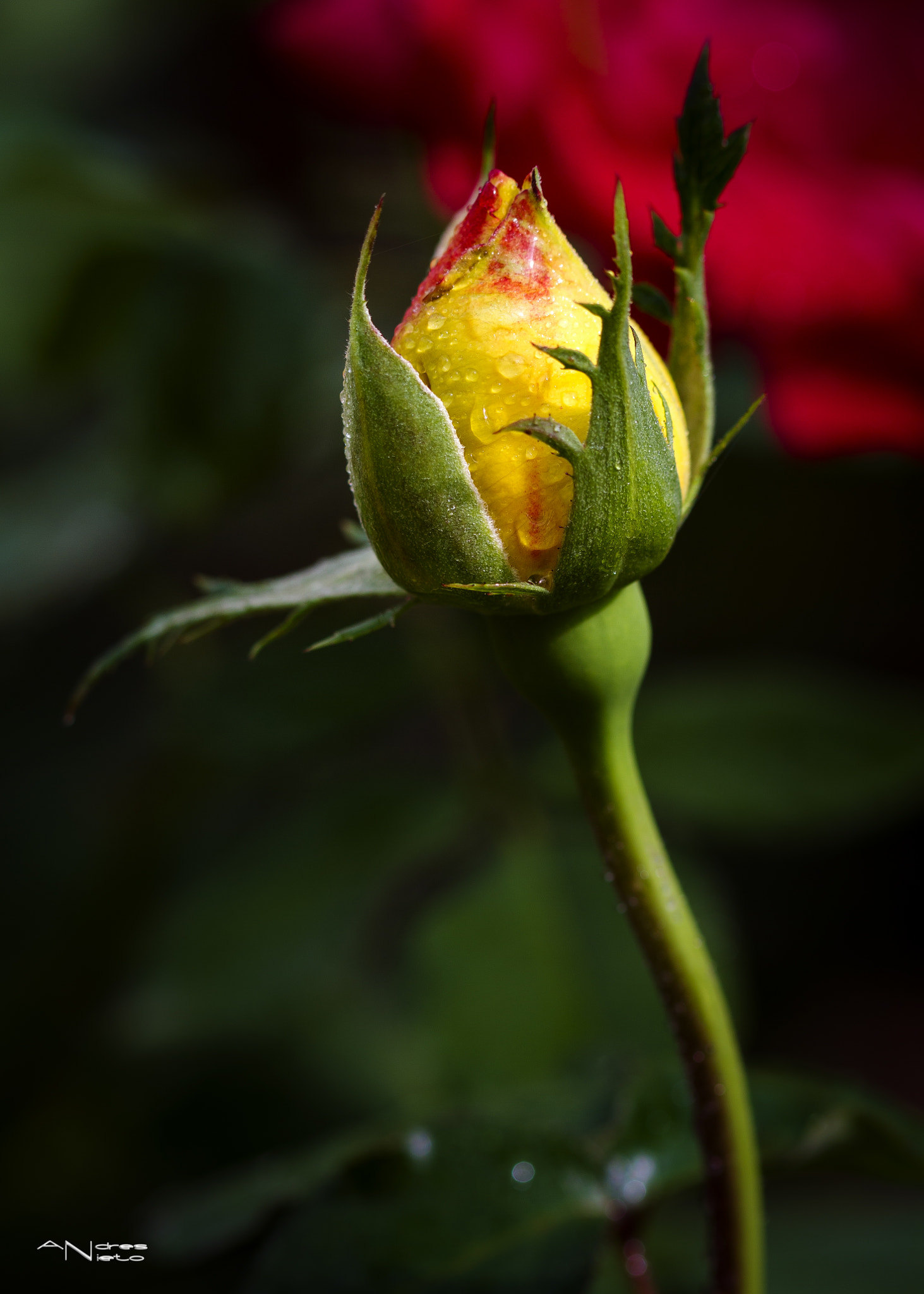 Canon EF 100mm F2.8 Macro USM sample photo. Capullo de rosa photography