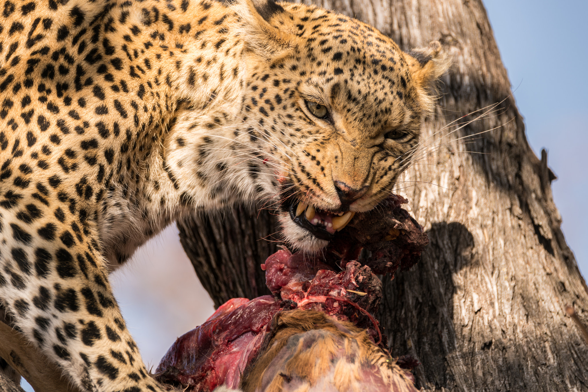 Sony a7R II sample photo. Leopard and kill photography