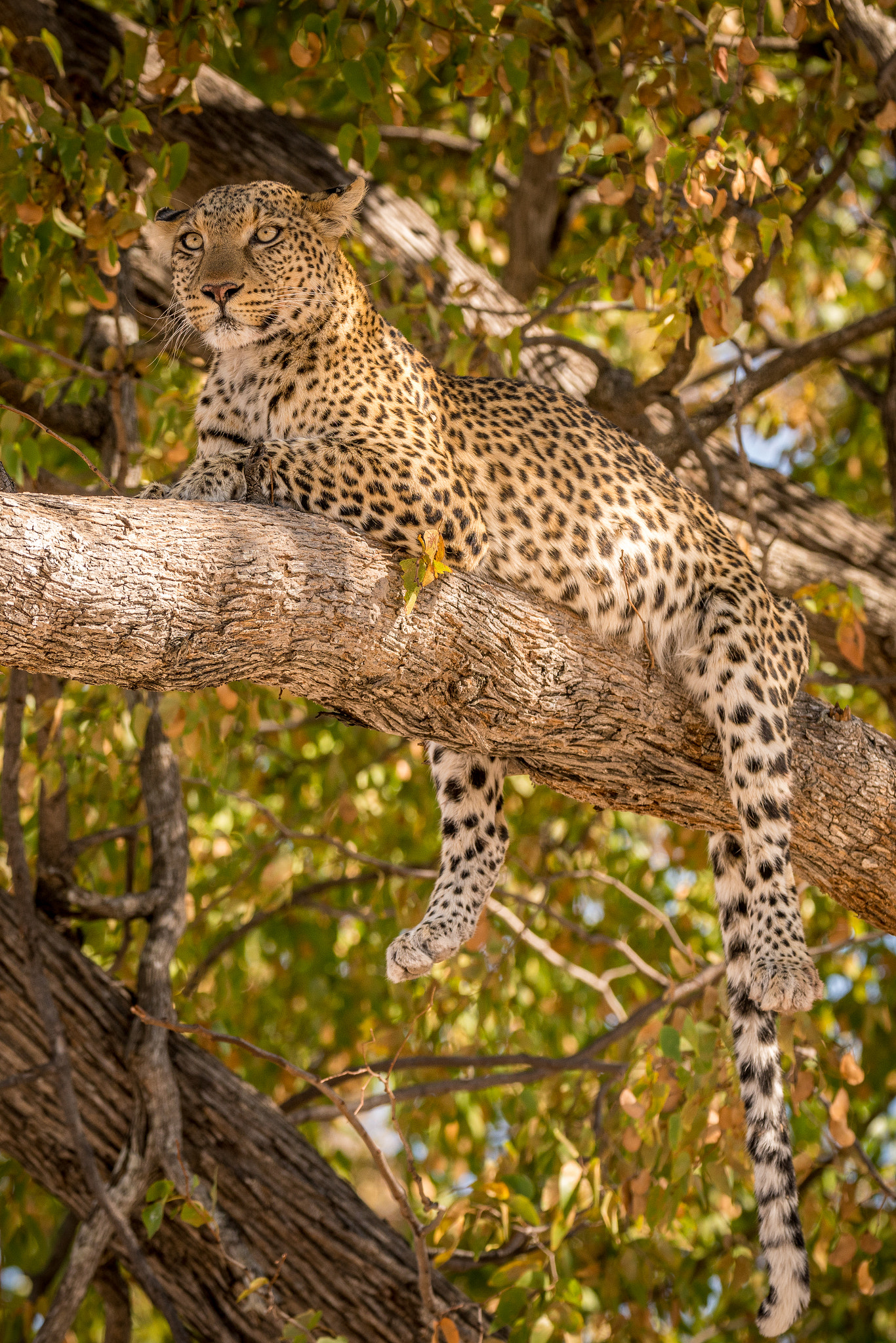 Sony a7R II sample photo. Leopard on branch photography