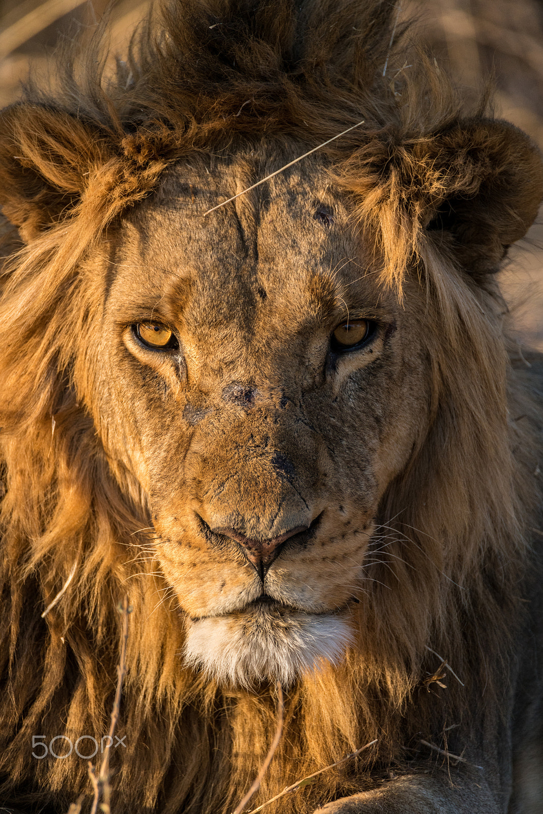 Sony a7R II sample photo. Signs of a lion's life photography