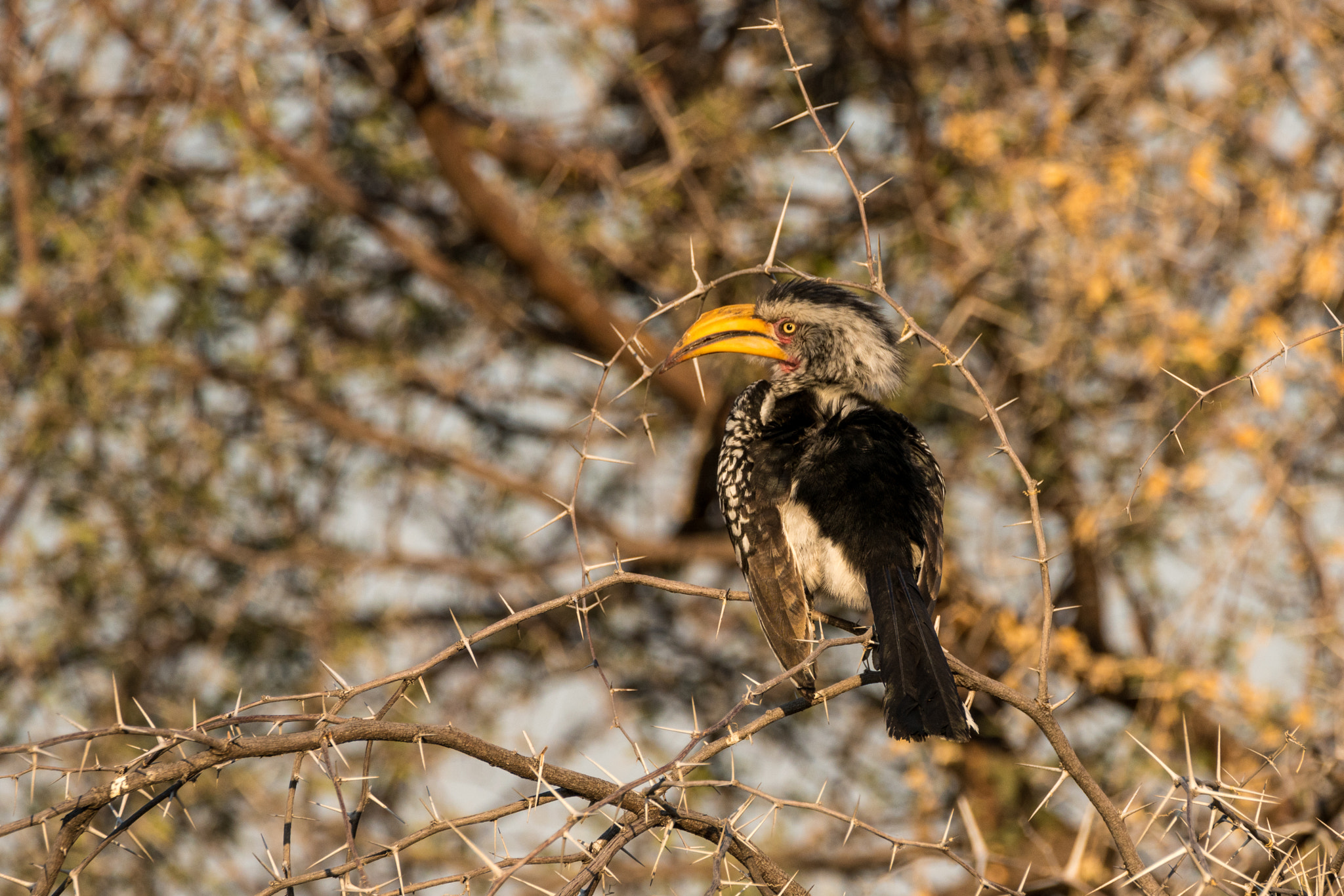 Tamron SP 150-600mm F5-6.3 Di VC USD sample photo. Hornbill and acacia thorns photography