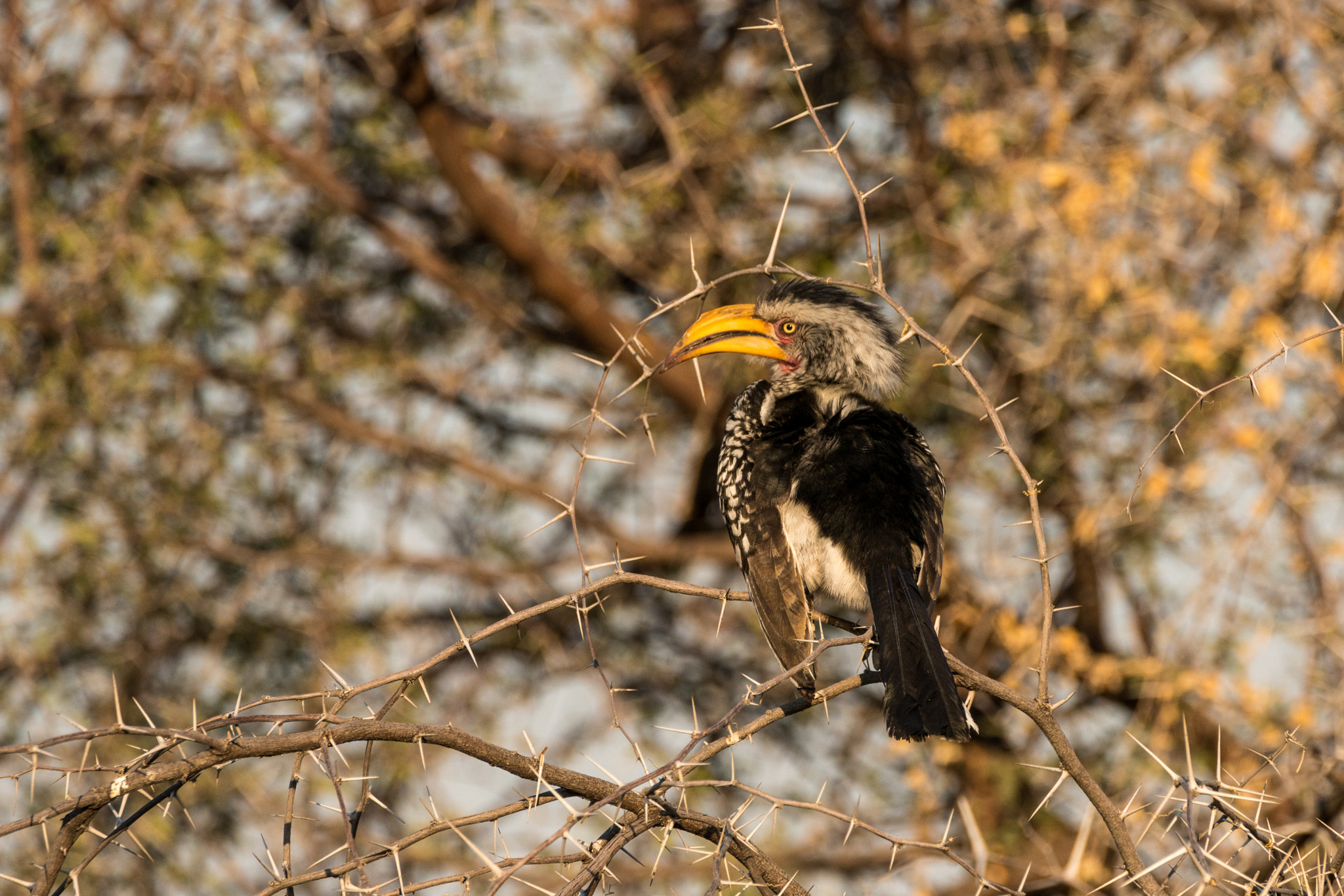 Sony a7R II sample photo. Hornbill and acacia thorns photography