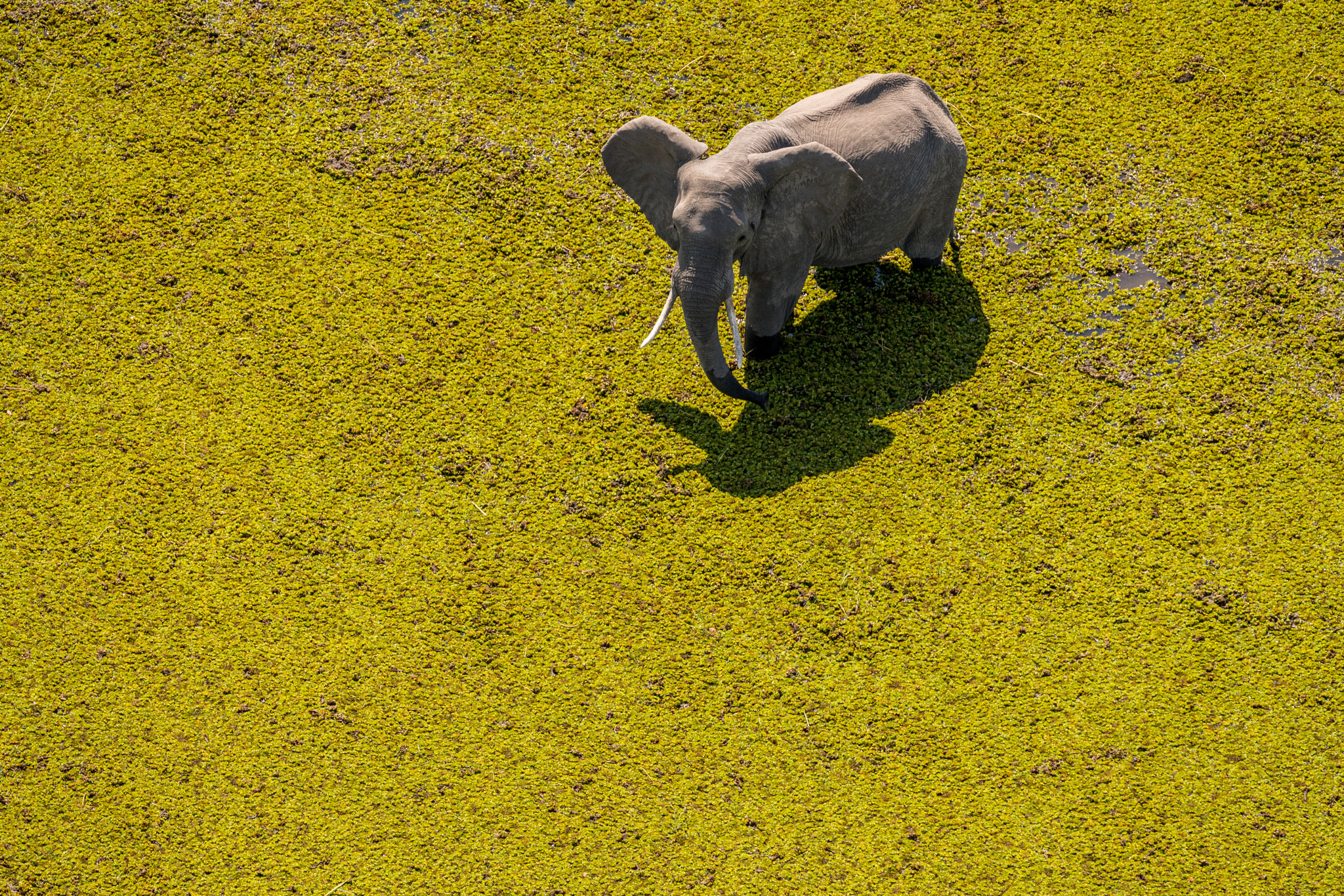 Sony a7R II sample photo. Elephant surrounded by green photography