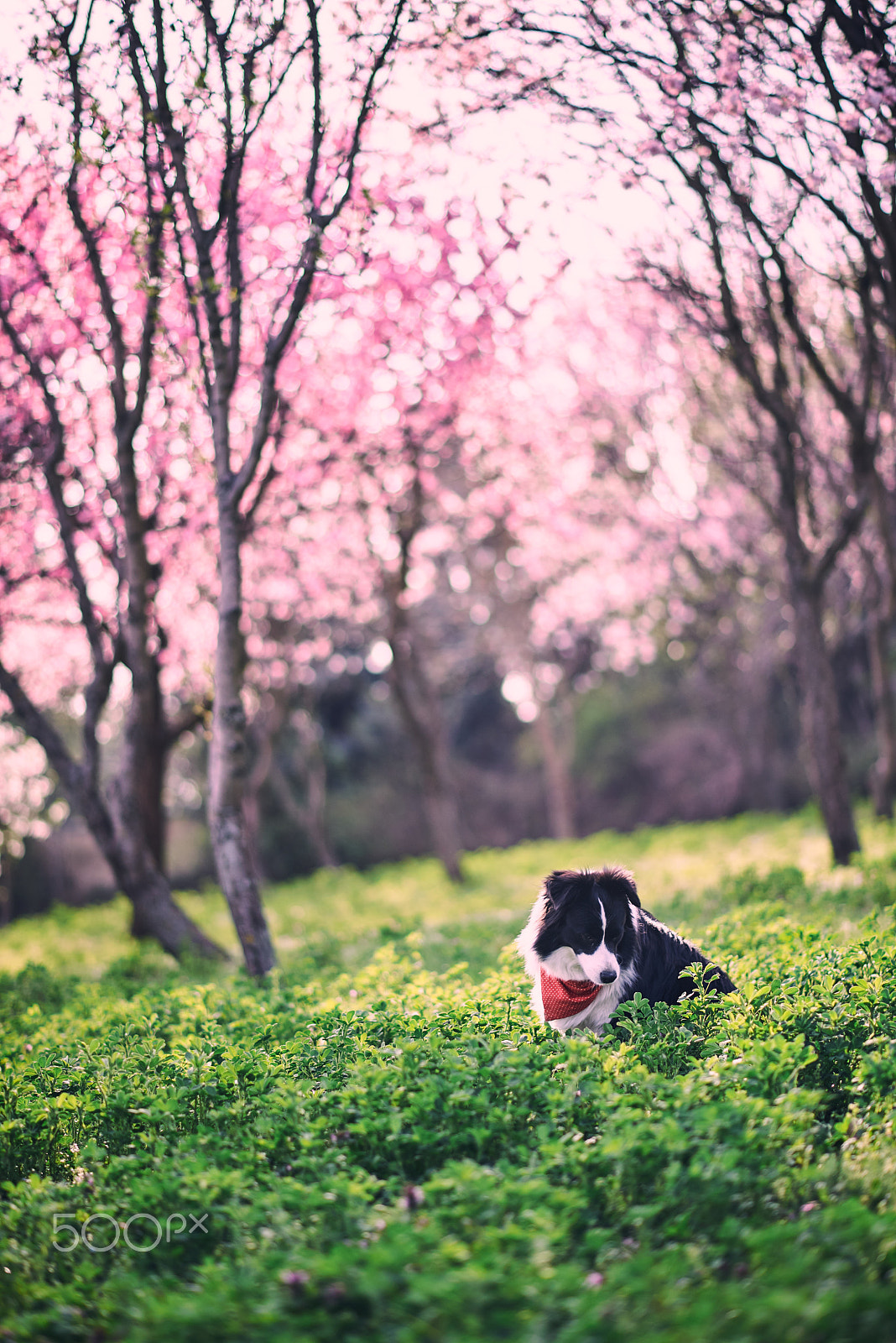 Nikon D610 + Nikon AF-S Nikkor 85mm F1.8G sample photo. Springtime photography