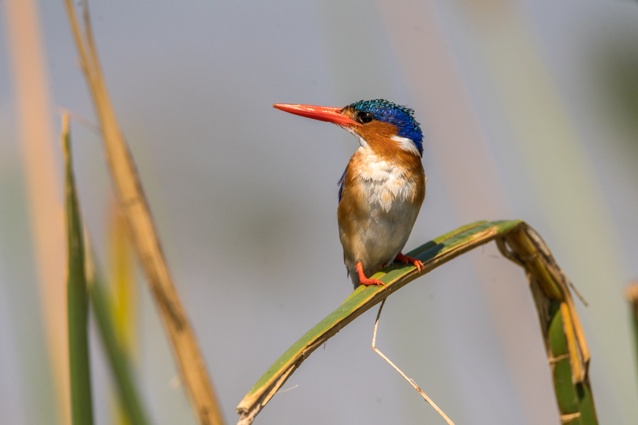 Sony a7R II sample photo. Malachite kingfisher and bent reed photography