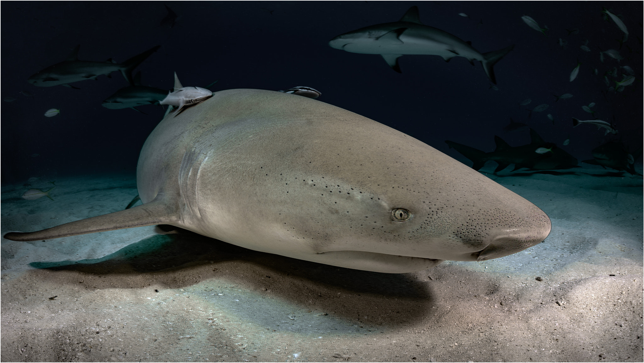 Nikon D800E sample photo. Lemon shark photography